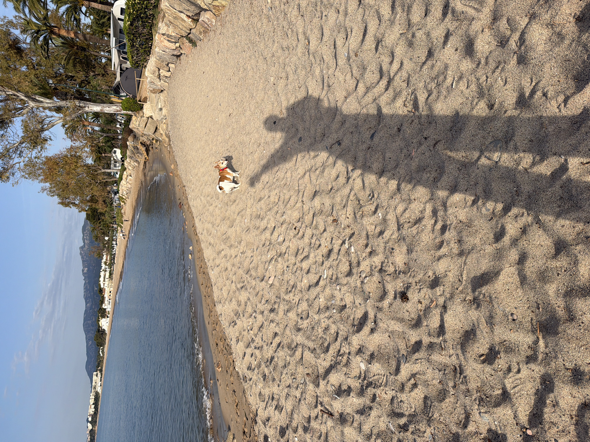 The image depicts a beach scene in Mont-roig del Camp, Spain. The beach has light-colored sand. The sea, appearing calm, occupies the left side of the frame. In the center of the frame, a small dog sits on the sand, casting a shadow of a person reaching towards it. Behind the beach is vegetation and buildings, including a few parked RVs. The sky is clear and blue.