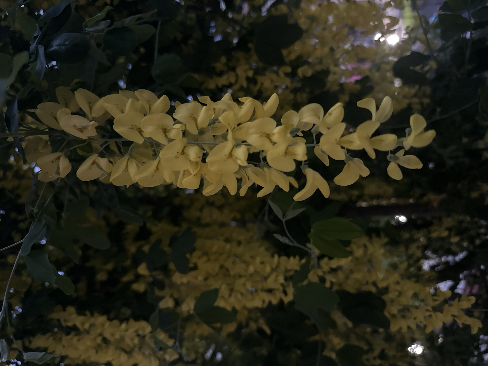 The image depicts a cluster of yellow flowers hanging from a tree. The background is dark with hints of green leaves and other blurred yellow flowers. The location is possibly in Sofia, Bulgaria, given the prompt's instruction. There are no people visible. The focus is on the bloom of the flower, which is the subject. The environment appears to be twilight or night.