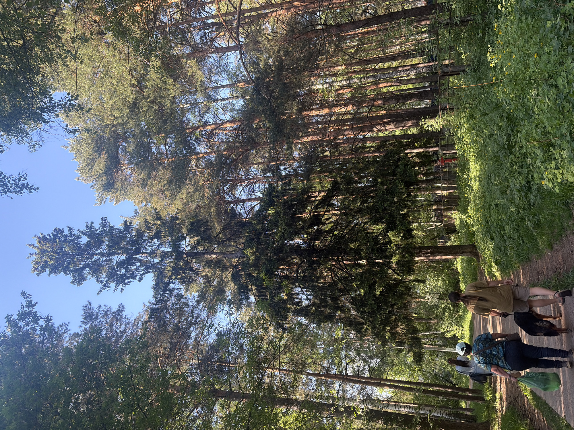 The image shows a sunny scene in a park or forest, likely located in Chaikovsky, Russia. Two people are walking on a path. The first person is wearing a short-sleeved shirt and shorts, and a black baseball cap. A large dog walks beside this person. The second person is wearing jeans, a printed short-sleeved shirt, and a white baseball cap. This person carries a green bag in their hand. The path is lined with tall trees and lush greenery. Bright sunlight filters through the trees, casting shadows across the scene. In the background, a glimpse of structures and obstacles can be seen between the trees.