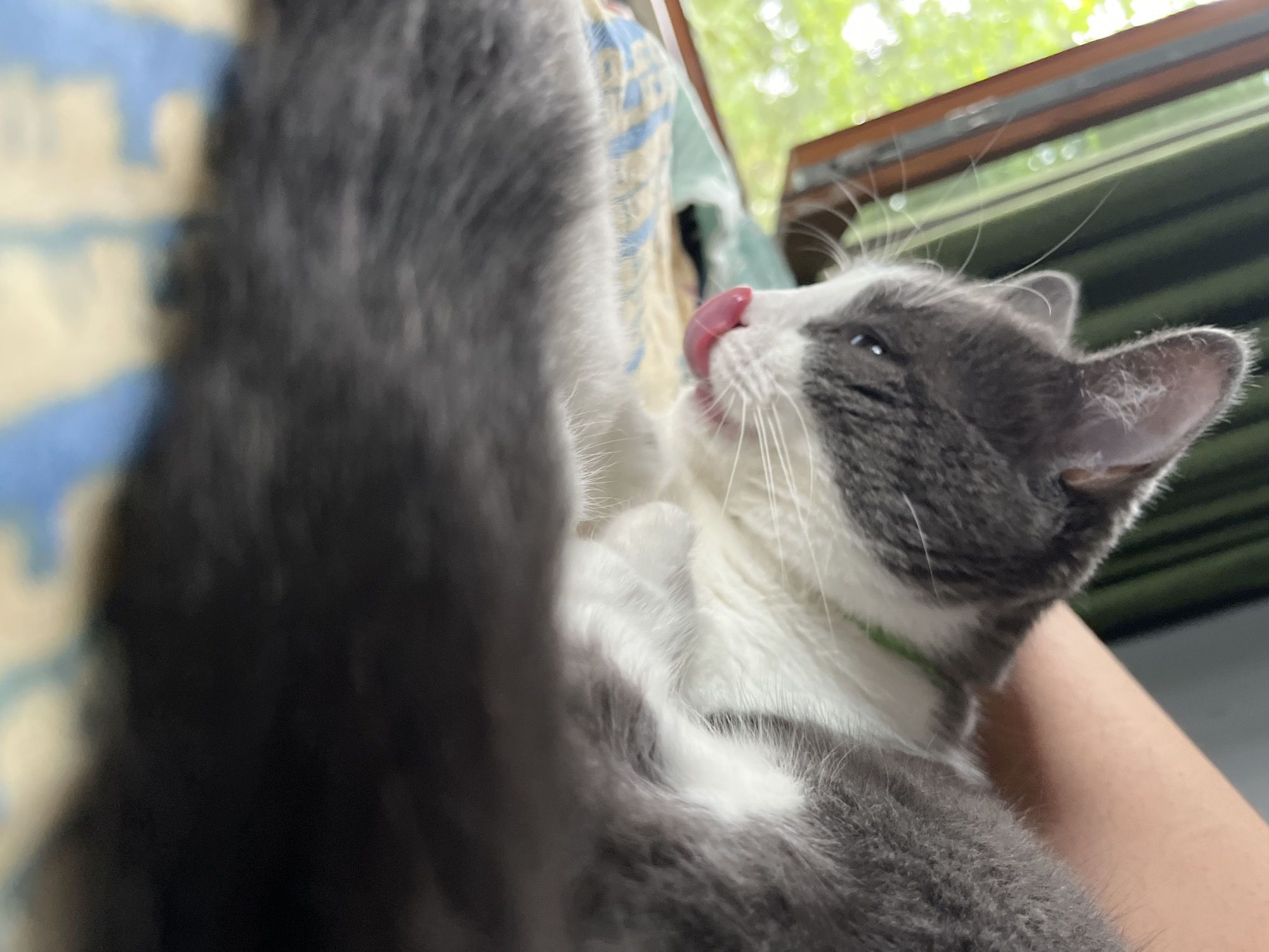A close-up, eye-level shot shows a gray and white cat with its tongue sticking out, licking its nose. The cat is lying on a patterned surface, possibly a blanket, with a blurred background of greenery and a window frame. The cat has a bright pink tongue, white fur on its chest and face, and gray fur on its head and back. Its eyes are partially closed, and it appears relaxed. The overall scene suggests a domestic setting, likely indoors, with natural light coming from the window. The provided location of Ureki, Georgia, adds context to the environment.