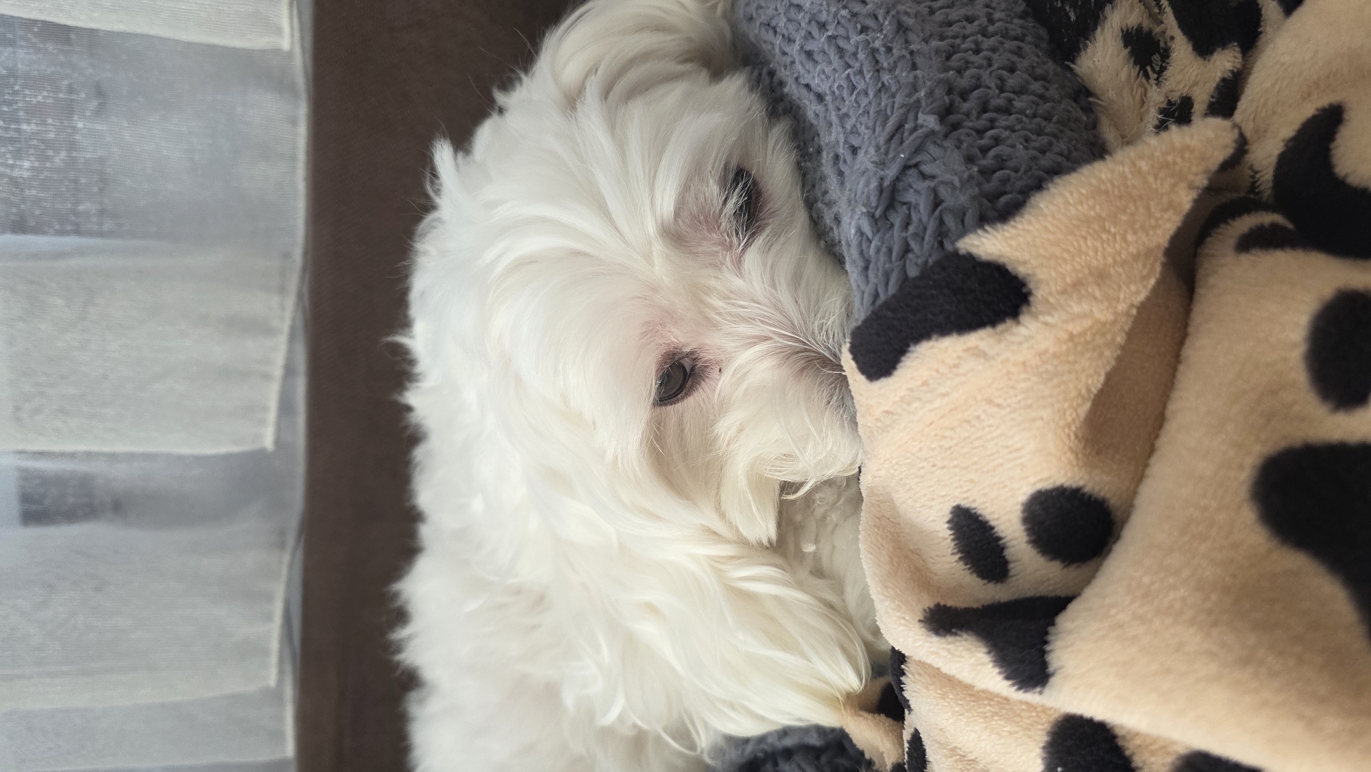 A white Maltese dog is nestled between two blankets. One blanket is a gray knit, and the other is light brown with black spots. The dog is looking at the camera. The scene is near a window with white blinds. There is no indication the location is in the city of Blagoevgrad, Bulgaria.