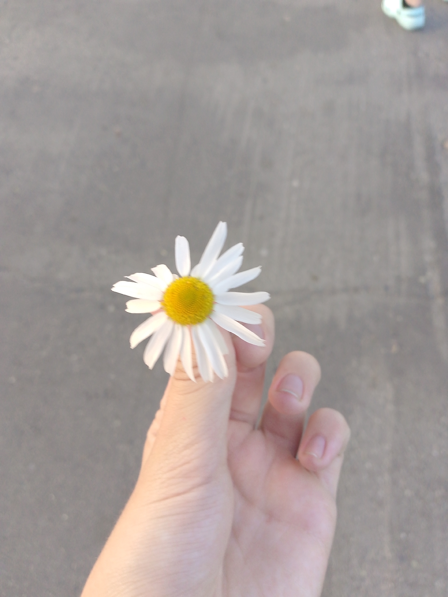 This media file features a close-up shot of a person's hand holding a single daisy. The daisy has white petals and a bright yellow center, and it is held between the thumb and forefinger. The background is a blurry, gray asphalt surface, suggesting an outdoor setting like a street or sidewalk. In the upper right corner of the frame, a blurred light blue shoe is partially visible, indicating the presence of another person, possibly the photographer or someone nearby. The lighting suggests it is daytime, and the overall mood conveyed is calm and simple, focusing on the delicate beauty of the flower. There is no visible text in the image.