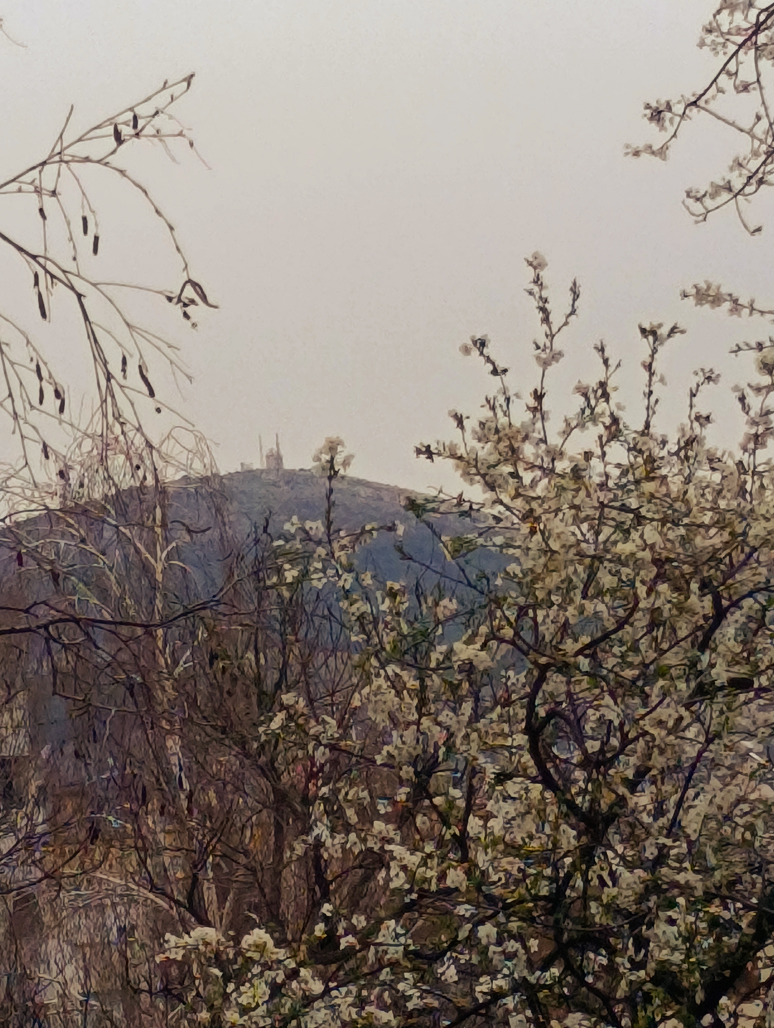 The image depicts a view of a mountain in Kardzhali, Bulgaria. Branches with pale blossoms obscure most of the view in the foreground. A few barren tree branches are also present. On the mountain's peak are some structures, possibly a telecommunications tower or other buildings. The sky is overcast and gray.
