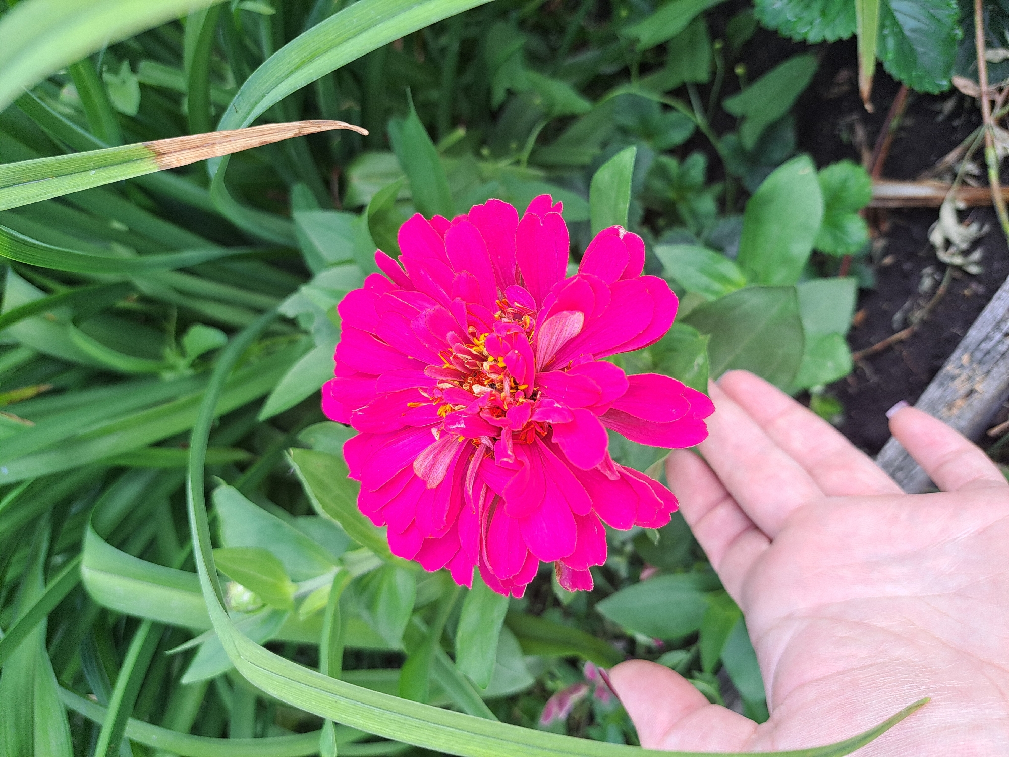 A bright pink zinnia flower is in full bloom, with its petals spread open, revealing its yellow stamen. The flower is situated in the center of the frame, surrounded by lush green foliage. A human hand, with light skin and short, light-colored fingernails, is visible in the lower left corner of the image, gently supporting the flower. The background consists of dense green leaves and stems, suggesting a garden or outdoor setting. The ground below is dark soil, with some dry leaves and small twigs scattered across it. The lighting is natural, indicating it was taken during the daytime. The image appears to have been taken in a residential area of Cherntsk, Russia, likely a private garden, given the presence of the flower and the hand.