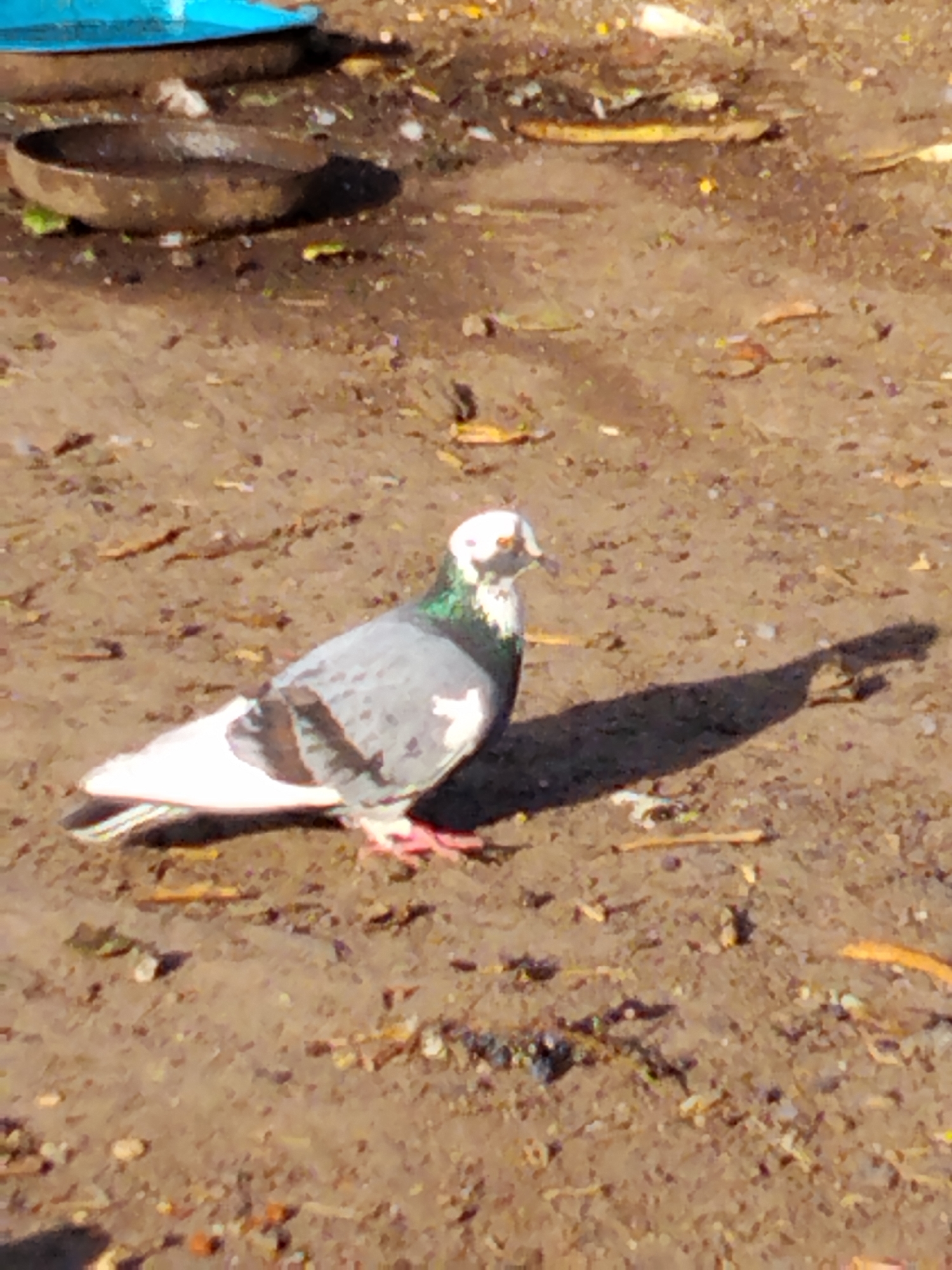 A pigeon with white and grey plumage, and iridescent green neck feathers, stands on a dirt ground. The pigeon has red feet and a white head with dark markings around the eyes and beak. In the background, there are two shallow bowls and a blue object, possibly a trough. The ground is a mixture of dirt, small stones, and scattered debris. The scene appears to be outdoors in a somewhat neglected area, potentially a yard or an alleyway within Ustyvytsia, Ukraine.