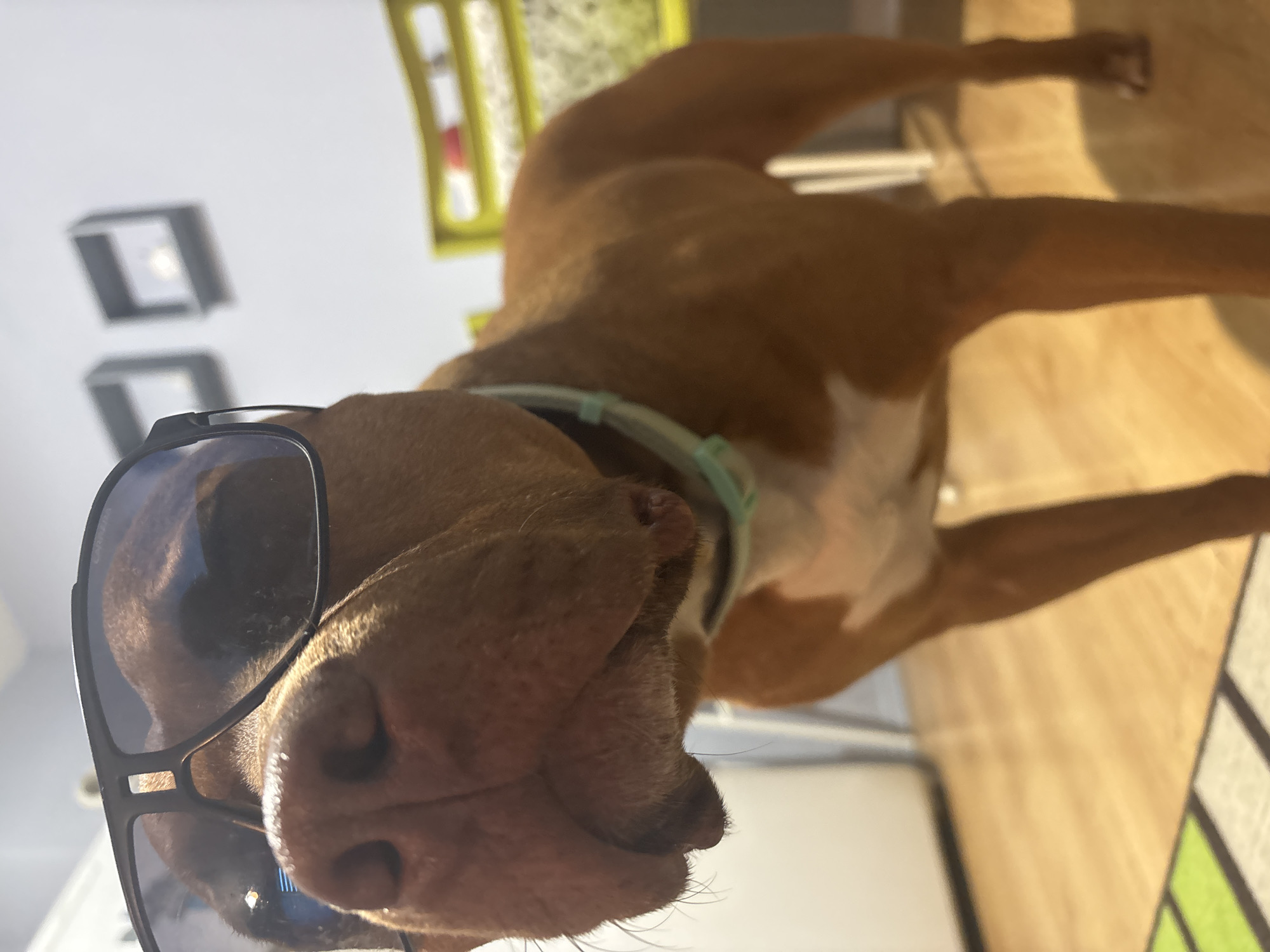 A medium-sized, brown dog is wearing sunglasses. The dog has a white chest and a light green collar. The dog is inside, possibly in a home or apartment. There are wall decorations and a wooden floor. The dog is the only subject present in the image. The location cannot be determined from the image.