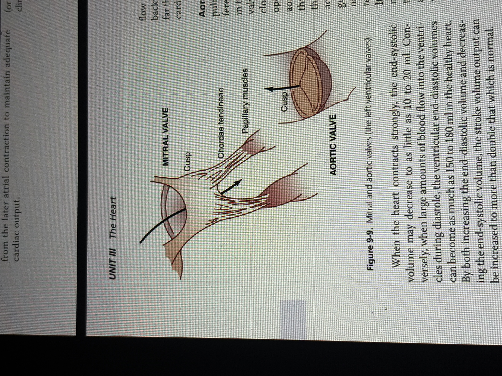 The image displays a tilted page from a textbook or medical document, featuring a diagram of heart valves and accompanying explanatory text. The primary subjects are anatomical illustrations of the mitral valve and the aortic valve, identified as the left ventricular valves in Figure 9-9.
The mitral valve diagram shows its components: cusps, chordae tendineae, and papillary muscles, with an arrow indicating the direction of blood flow through the valve. The aortic valve diagram also highlights its cusps, with an arrow showing blood flow out of the valve.
The text describes heart physiology, specifically how strong heart contractions can decrease end-systolic volume to as little as 10 to 20 ml. Conversely, it explains that during diastole, ventricular end-diastolic volumes in a healthy heart can reach 150 to 180 ml. The text further notes that by manipulating both end-diastolic and end-systolic volumes, stroke volume output can more than double, compared to normal.
Visible text includes headings such as "UNIT III The Heart," "MITRAL VALVE," and "AORTIC VALVE," along with labels for valve structures. Partial text from adjacent columns discusses maintaining adequate cardiac output and blood flow. The image appears to be a photograph of the page, indicated by its slight angle and the visible texture of the paper. This media file was captured in Plovdiv, Bulgaria.