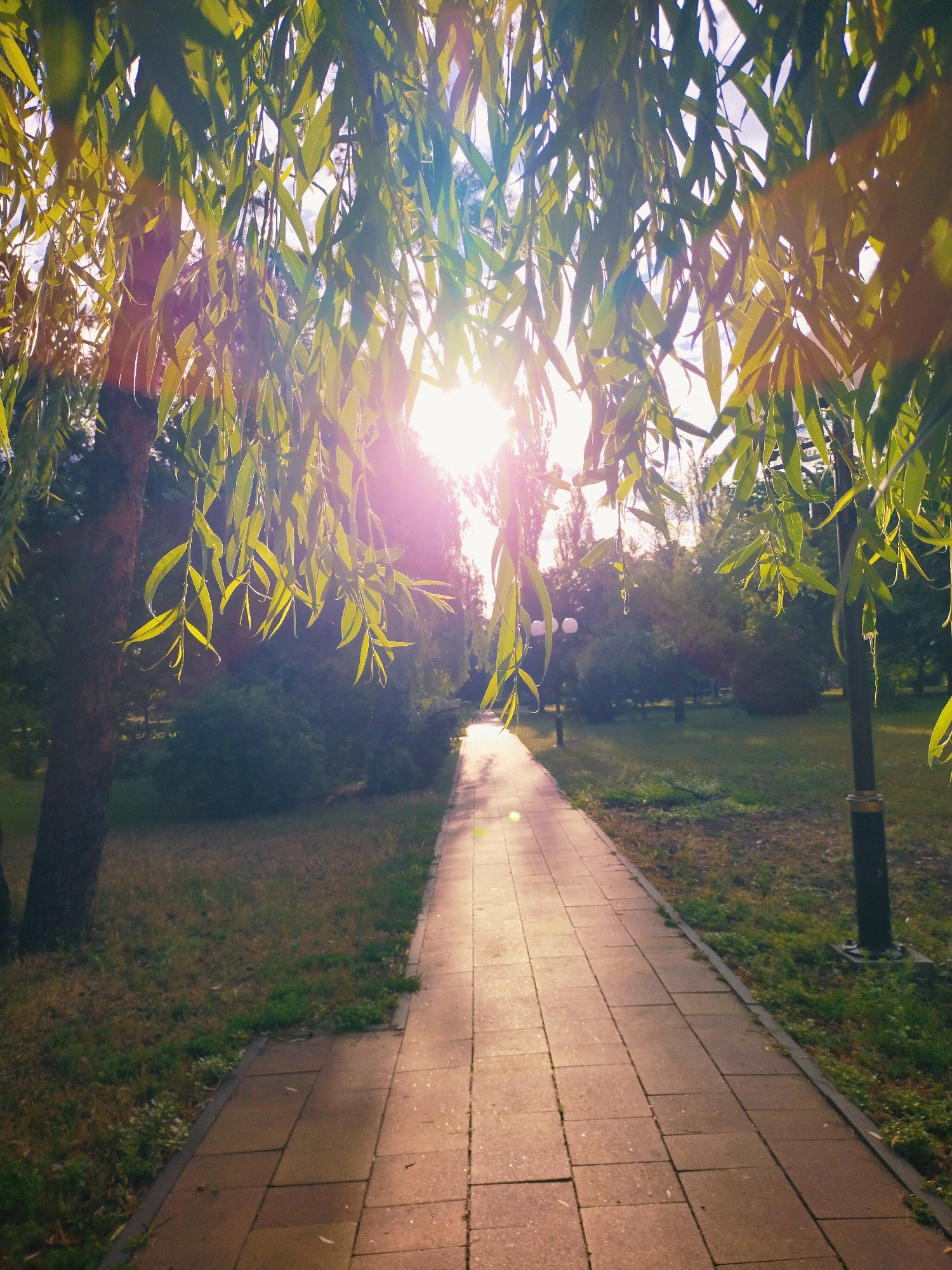 The image depicts a paved walkway in a park-like setting, likely within the city of Horishni Plavni, Ukraine. The sun is shining brightly, casting a warm glow and creating lens flares that affect the upper portion of the image, which is partially obscured by the leaves of a tree, possibly a willow. The walkway is constructed of rectangular paving stones and is bordered by grassy areas and trees. In the background, more trees and a lamppost are visible. There are no people or animals present in the scene. The overall atmosphere is serene and natural, suggesting a pleasant day in an urban green space.