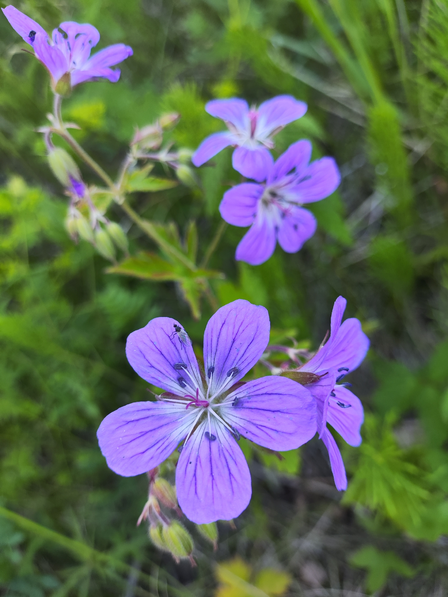 The image displays a detailed close-up of several purple-lavender flowers, consistent with the Geranium genus, set against a blurred green background of foliage and other plants. In the foreground, a prominent five-petaled flower is sharply in focus, displaying visible white and dark purple reproductive structures at its center. A small, dark-bodied insect, resembling a gnat or small fly, is positioned on one of the petals of this foreground flower. Other flowers of the same type, along with green flower buds, are visible at various distances and levels of focus within the composition. The lighting suggests natural daylight. This scene is located in the city of Tallinn, Estonia.