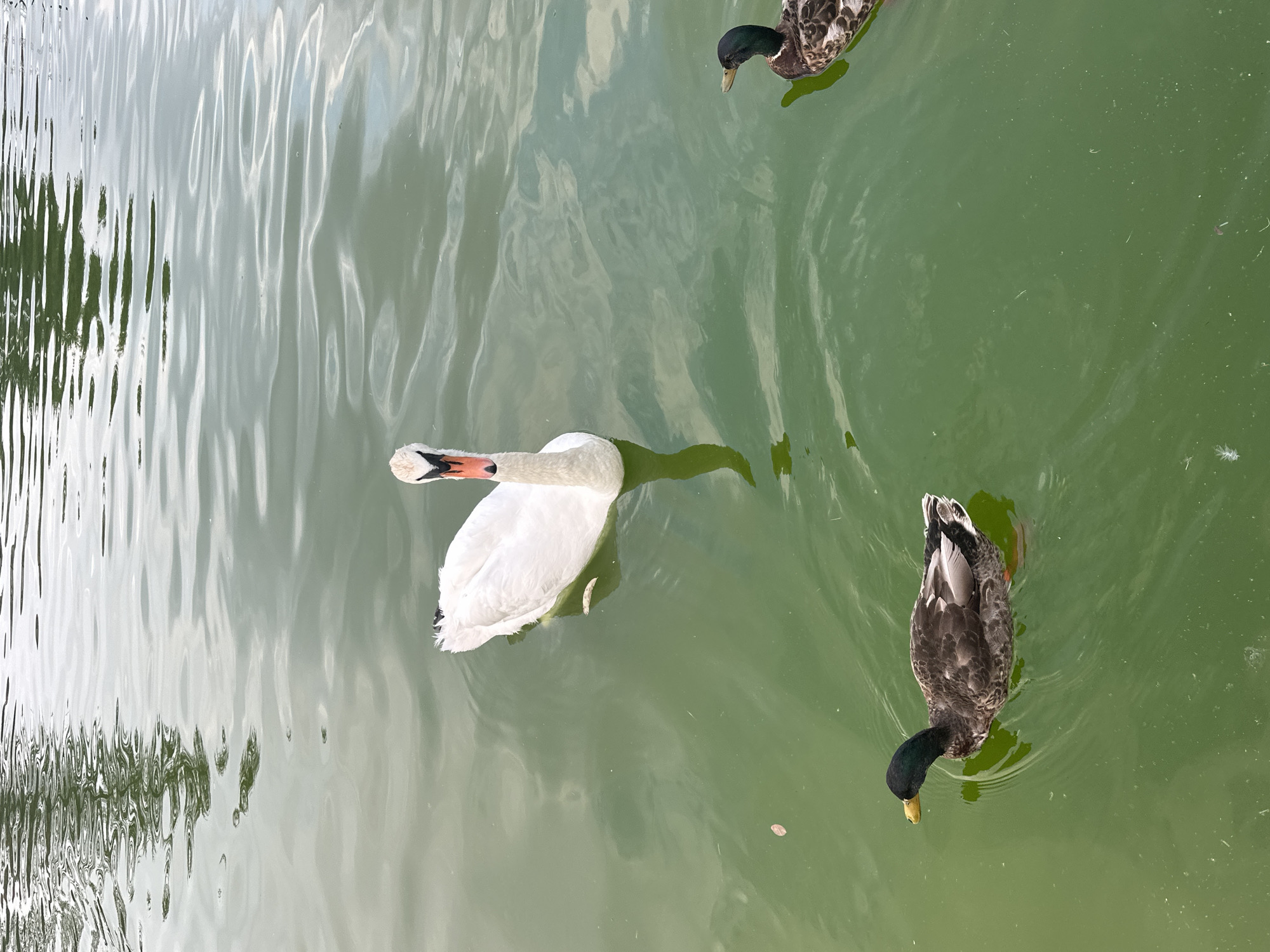 A swan and two ducks are swimming in a green body of water. The swan is white with an orange beak and is positioned in the center of the frame, facing forward. To the left of the swan, a duck with a dark green head and brown body swims with its head turned to the left. To the right of the swan, another duck with a dark green head and mottled brown body is partially visible, swimming towards the right. The water is slightly rippled, reflecting some of the surrounding greenery. The scene appears to be an outdoor pond or lake, possibly in a park.