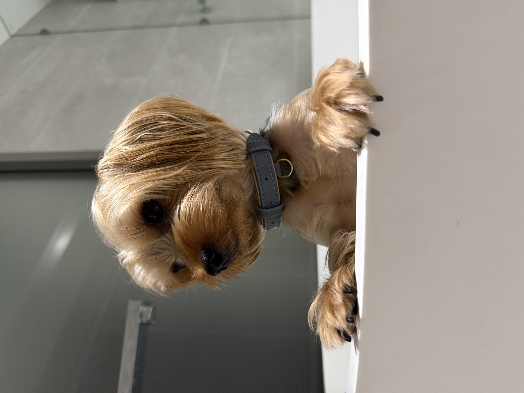 A Yorkshire Terrier with tan fur and a gray collar is peeking over the edge of a white bathtub. The dog is looking to the left with its paws resting on the tub's edge. The background appears to be a bathroom with tiled walls and a faucet. The image is taken from a low angle, focusing on the dog. The location is not specified in the image.