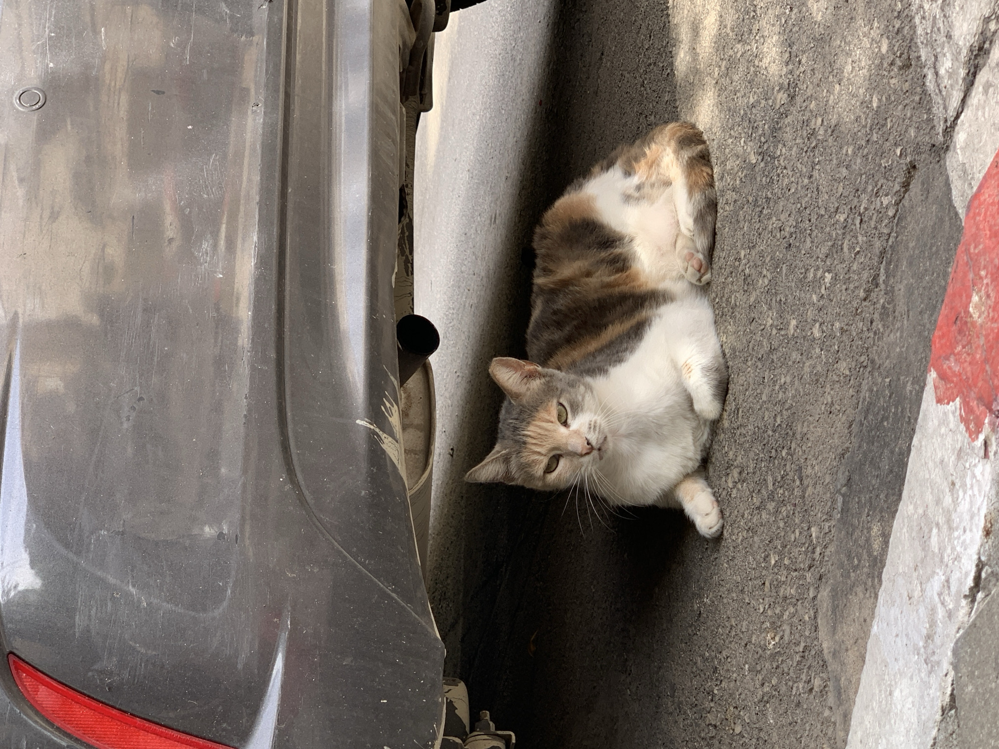 A medium shot reveals a cat lying on its back on the pavement between a gray car and a curb. The pavement is gray asphalt with some shadows cast on it. The cat has white, gray, and orange fur. It is positioned with its head toward the car and its body stretching toward the curb, exposing its white belly. The cat's face is turned toward the camera. The curb is white and gray concrete, and painted red on the edge closest to the street. The car has a red taillight visible. The city is Tel-Aviv, Israel.