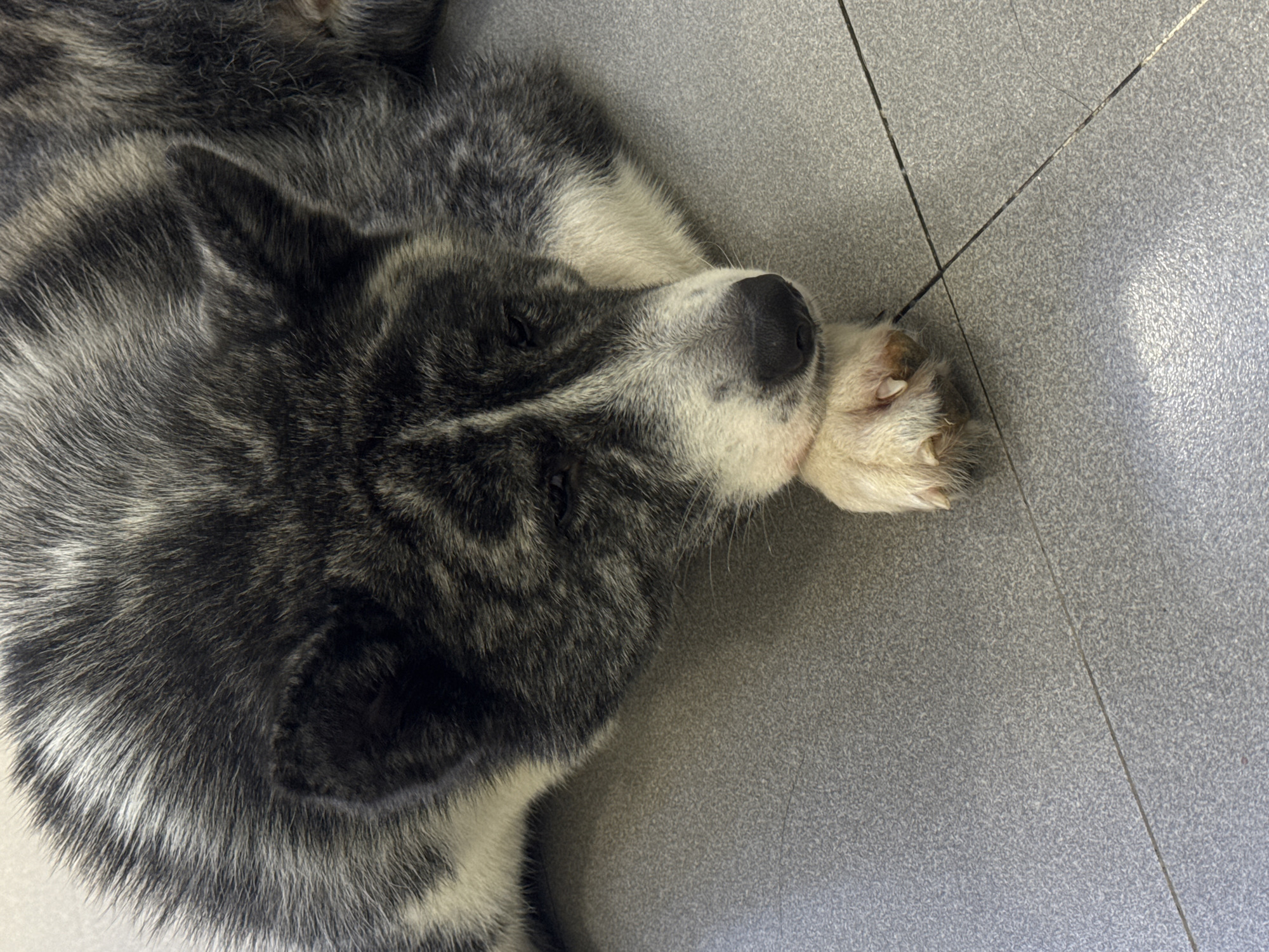 A dog is lying down on a tiled floor. The dog is a medium-sized breed with black and white fur. Its head is resting on its paws, and its eyes are partially closed, suggesting it is sleeping or resting. The floor is made of gray tiles, and there are visible grout lines. The lighting suggests the image was taken indoors, possibly in a home or kennel.