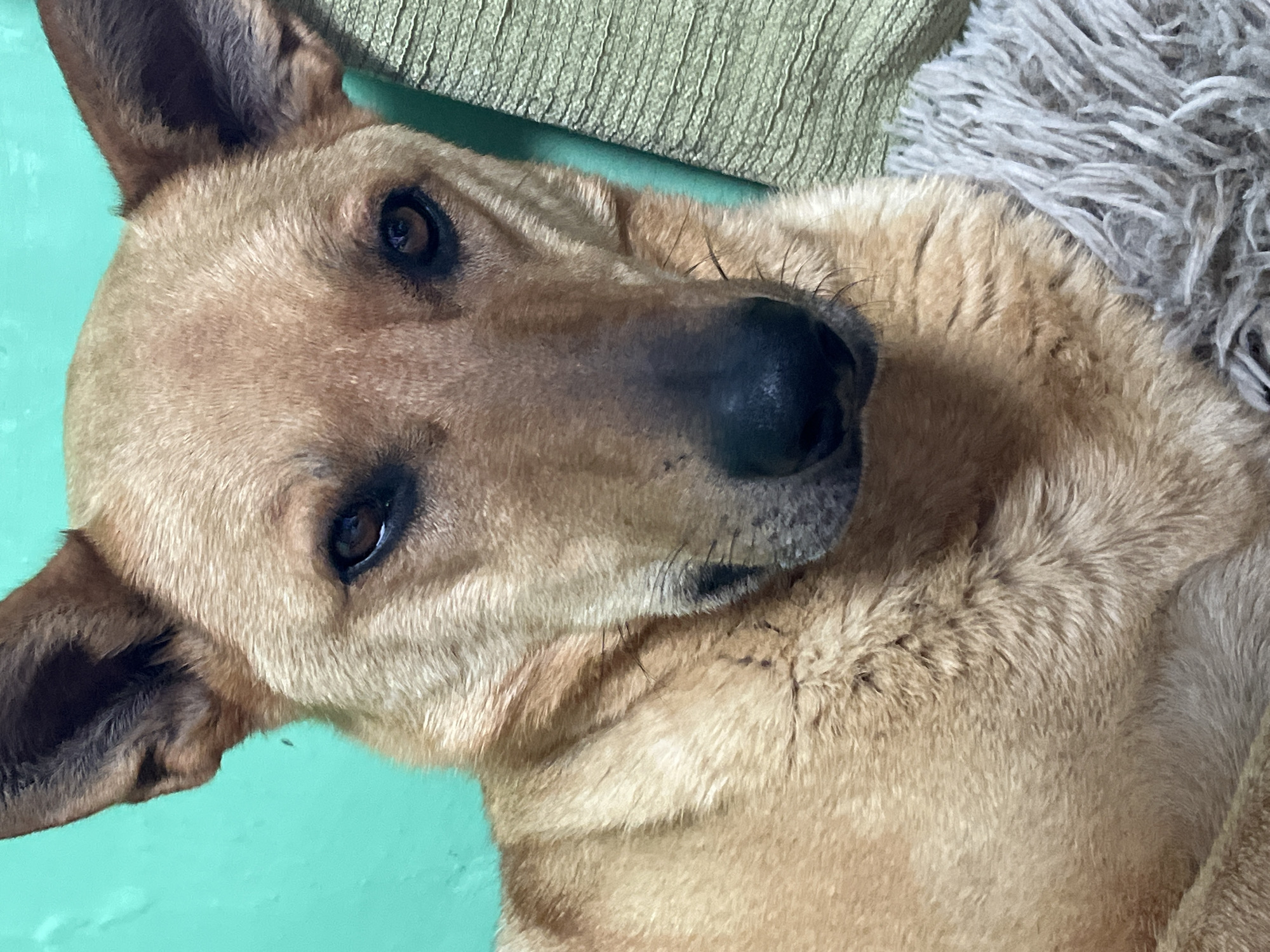 A close-up, eye-level, medium shot captures a tan-colored dog with dark brown eyes and erect ears against a turquoise wall and a textured green cushion. The dog is positioned in the center of the frame, with its face slightly tilted to the left. Its gaze is directed forward, creating a direct connection with the viewer. The background is blurred, with the turquoise wall on the left and the green cushion on the right, suggesting an indoor setting. The overall mood is calm and intimate, as the dog appears relaxed and at ease. The specific location in Nizhny Tagil, Russia, is not discernible from the image.