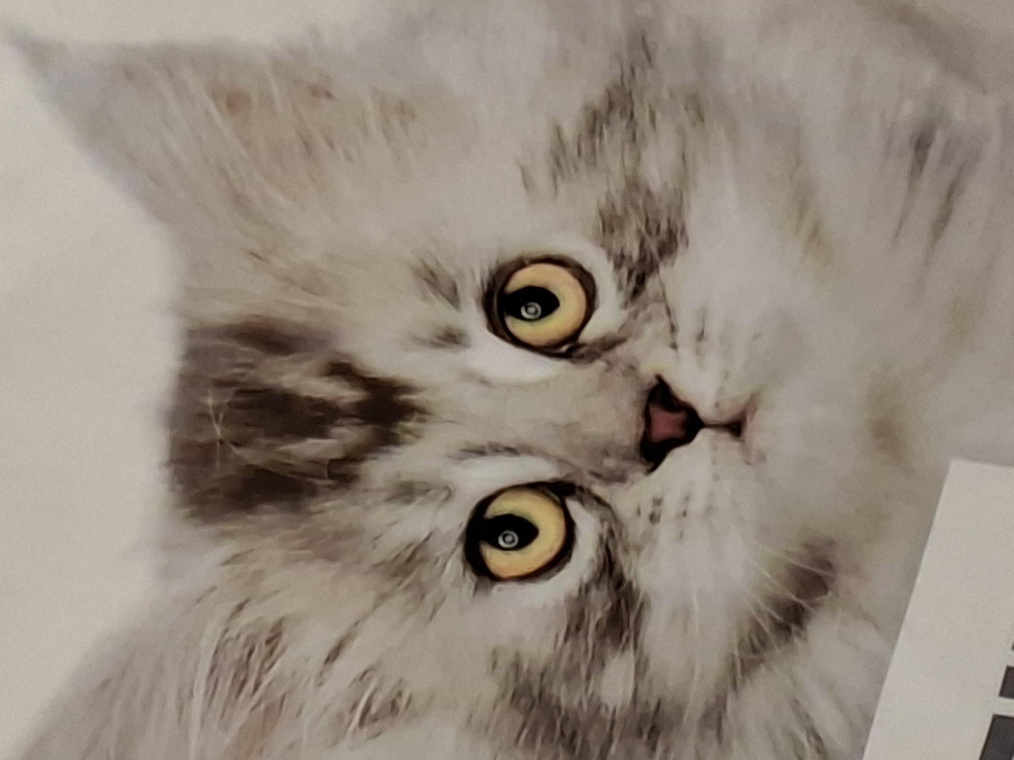 This media file is a close-up photograph of a fluffy gray and white kitten with striking yellow eyes. The kitten's head is tilted, giving it an inquisitive expression. The background is a plain, light color, suggesting the photograph was taken indoors. The lighting appears to be soft and even, highlighting the texture of the kitten's fur and the detail of its face. The image is primarily focused on the kitten's eyes, nose, and the surrounding fur, with no other subjects or objects clearly visible. There are no obvious cues indicating the time of day, weather, or a specific location within Moscow, Russia. The overall mood conveyed is one of tenderness and curiosity. There is no visible text in the image.