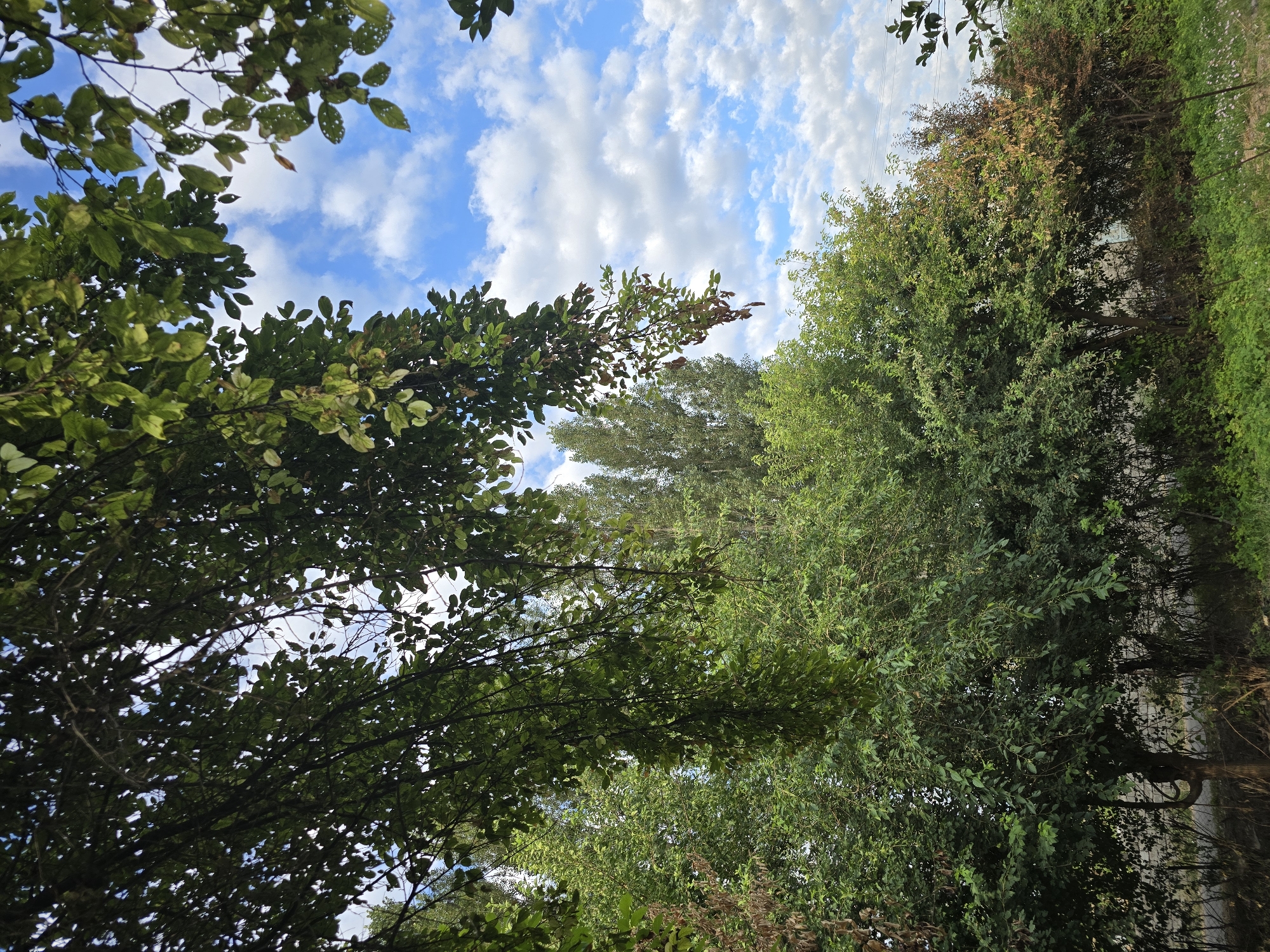 The image captures a view of lush green trees and foliage against a bright blue sky dotted with white, fluffy clouds. The perspective is from below, looking up through the branches of a large tree in the foreground, its leaves creating a natural canopy. In the background, a dense cluster of trees, some appearing taller and more slender, forms a green backdrop. The lower portion of the image shows a thick undergrowth of bushes and greenery, suggesting a natural or park-like setting. The scene is devoid of any human presence or activity. The lighting indicates it is daytime, likely with sunlight filtering through the leaves. This scene is located in Severniy Mayak, Uzbekistan.