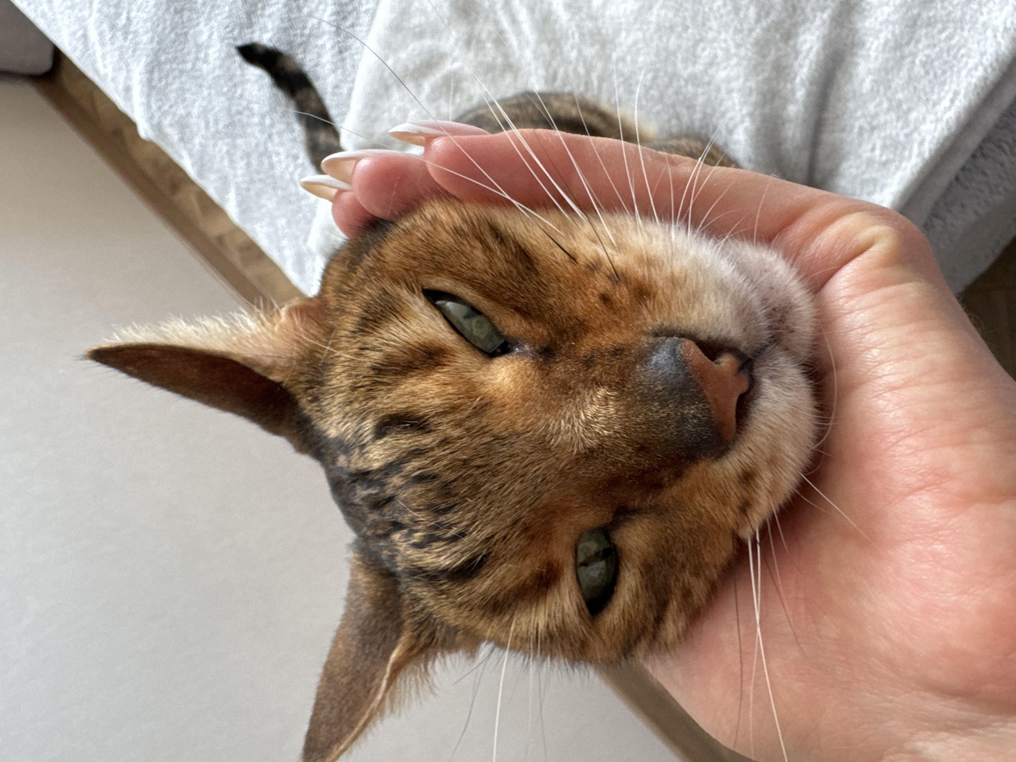 A close-up, slightly overhead shot shows a brown and black spotted cat being gently held or petted by a human hand. The cat, possibly a Bengal breed, has short fur with a distinctive marbled or spotted pattern and prominent white whiskers. Its green eyes are visible, with the left eye (from the viewer's perspective) appearing partially closed, conveying a sense of relaxation or contentment.
A human hand, adorned with light-colored, long manicured fingernails, cradles the cat's head, specifically around its jawline and cheek. The fingers are lightly curved, providing a soft embrace.
In the background, a soft, textured white or light-grey fabric, possibly a towel or blanket, is visible. A portion of the cat's striped tail rests on this fabric in the upper left corner of the frame. A light wooden surface can also be seen in the background. The image captures an intimate moment of affection between a person and their pet in an indoor setting. There is no visible text.