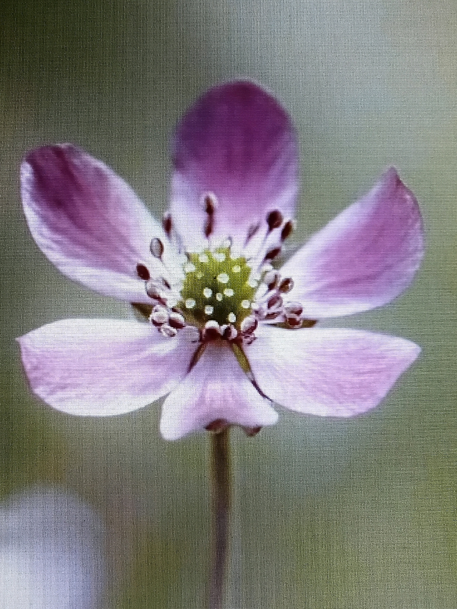 The image is a close-up, vertically oriented photograph of a single, five-petaled pink flower. The flower's center is a vibrant green with numerous small white dots and darker brown stamens protruding. The petals are a pale pink, with a more intense magenta hue towards the tips. The background is a soft, out-of-focus olive green. The image appears to be a digital capture, possibly from a screen, as indicated by the visible pixelation and scan lines. There is no information in the image to suggest a specific location in Julliana, Pakistan, or any context related to a city.