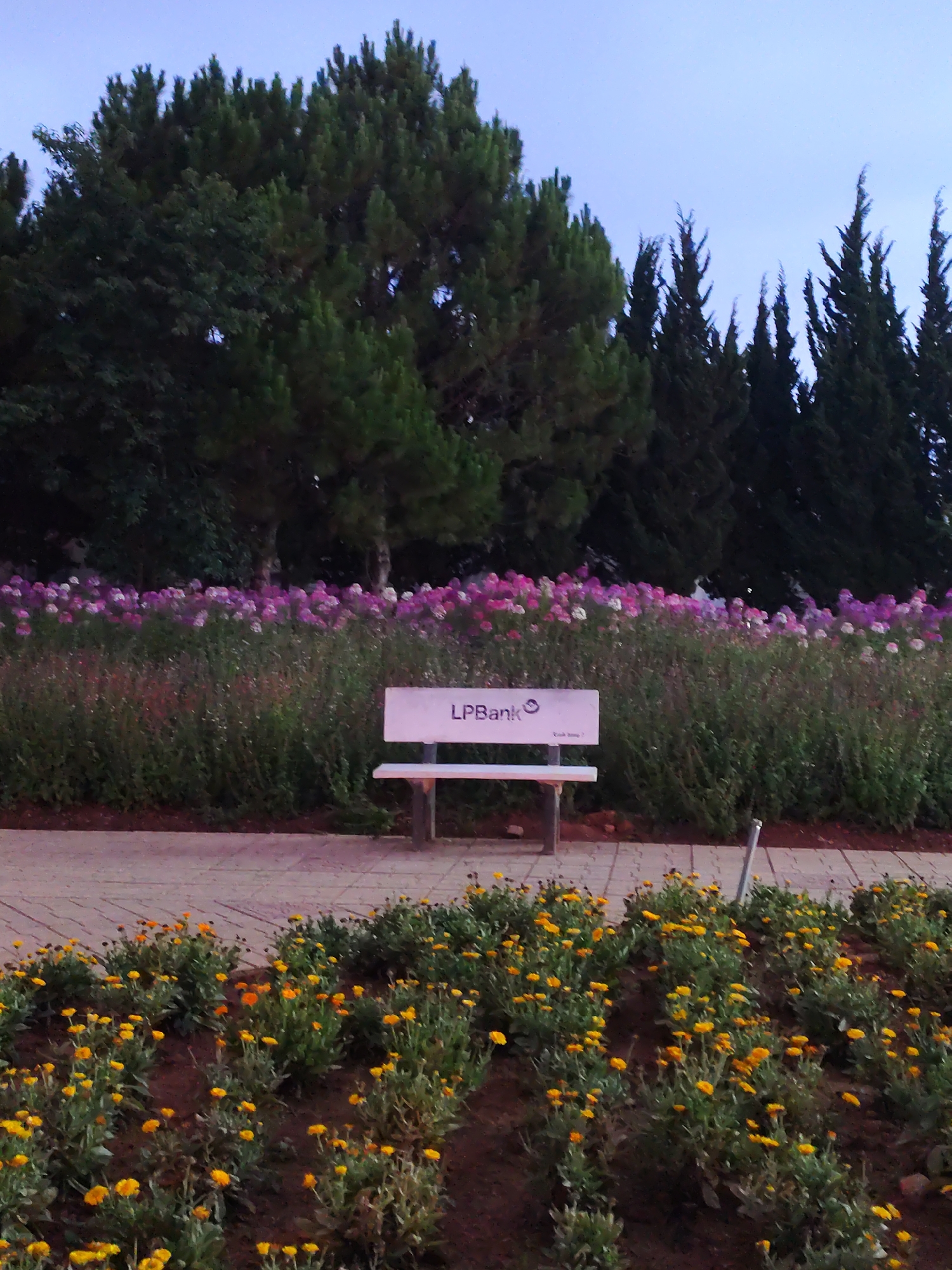 The image shows a park setting in Da Lat, Vietnam, evidenced by the presence of the LPBank-branded bench, a bank with a significant presence in Vietnam. The foreground features a bed of bright yellow flowers. Behind them is a brick pathway and a white bench with the LPBank logo. A dense row of mixed purple and white flowers grows behind the bench, followed by tall evergreen trees under a blue dusk sky. No people are visible in the shot.