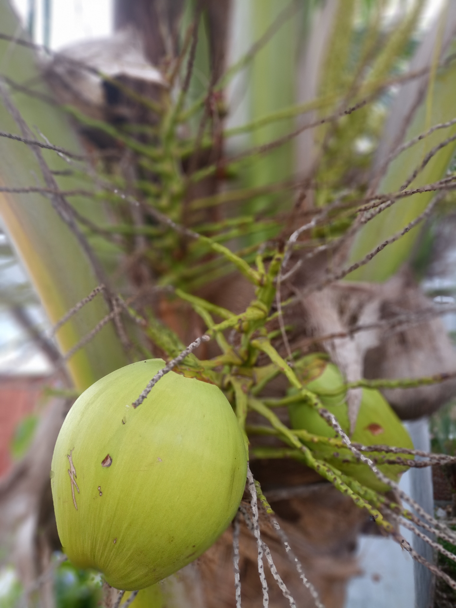 The image shows a close-up of a green coconut growing on a tree. The coconut is the main subject, and it appears to be unripe. The tree's branches and leaves are visible in the background, along with other coconuts. The location of Buketteukuh, Indonesia is not discernible from the image.