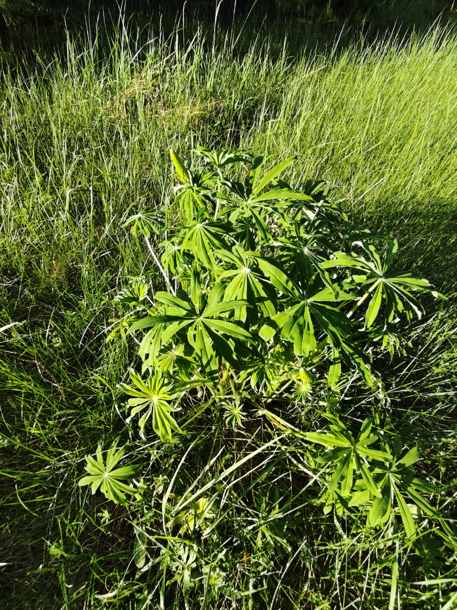 The image depicts a patch of green plants, likely lupines, surrounded by tall grass. The plants are the focal point, with their distinctive palmate leaves radiating outwards. The sunlight casts shadows across the leaves and grass, creating a contrast between light and dark areas. The location is Заречье, Russia, as specified in the prompt. No people or other specific objects are visible in the frame. The environment appears to be a natural setting, possibly a field or a garden.