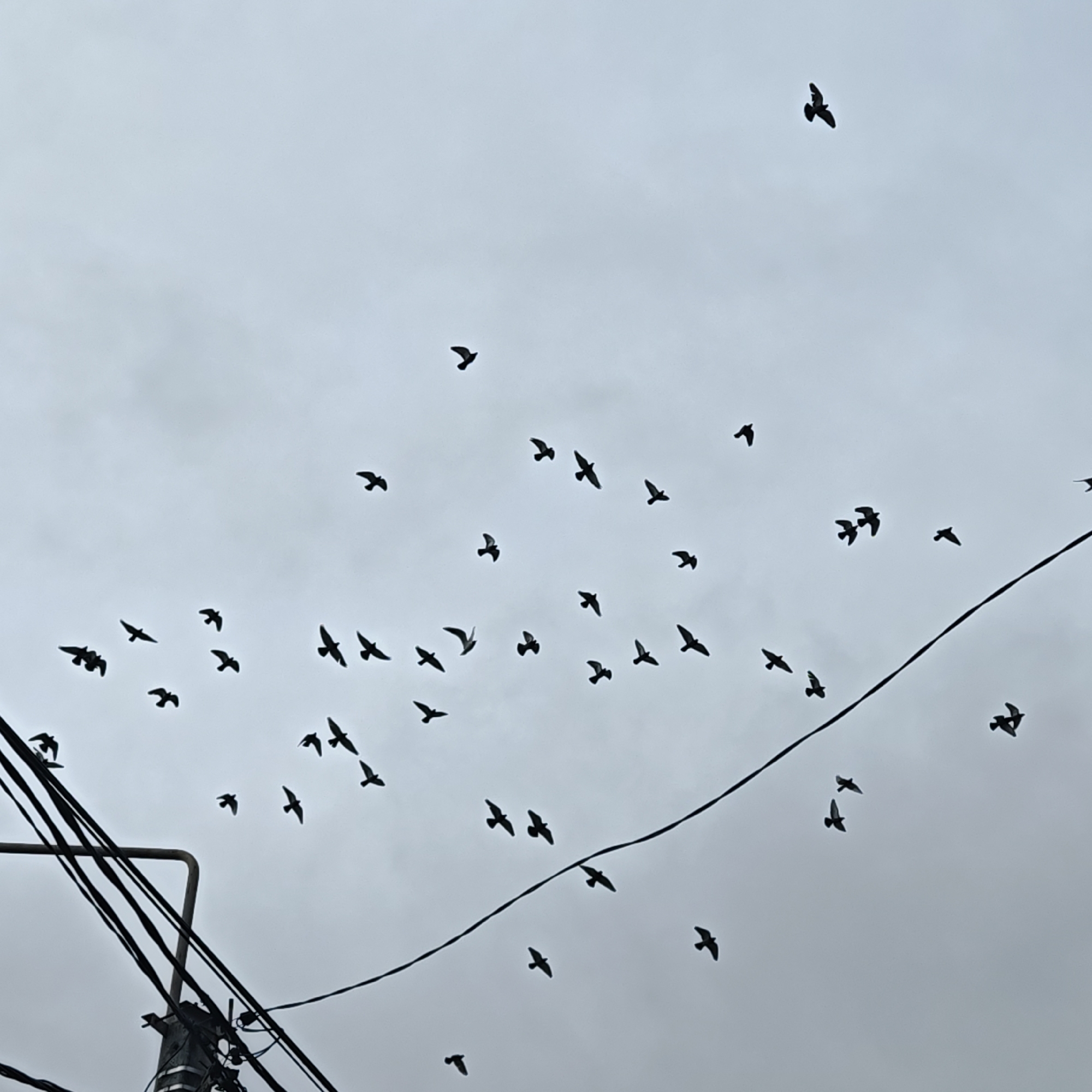 The image presents an upward view of numerous birds, primarily silhouetted in black, soaring against a light gray, overcast sky. The birds are in various stages of flight, scattered across the frame, some appearing as single entities and others in small groups or clusters. Their dark forms stand out sharply against the bright, cloud-covered sky, indicating a lack of direct sunlight.
In the bottom left portion of the image, a network of black power lines and a utility pole are prominently featured, also silhouetted. These lines extend diagonally and horizontally, creating a visual barrier and contrasting with the organic forms of the birds. One thicker power line stretches across the mid-section of the image, from left to right, adding to the urban infrastructure depicted.
The weather appears to be cloudy, with a uniform gray sky suggesting an overcast day. The time of day is daytime, but without clear sunshine. The scene conveys a sense of natural activity in an urban or suburban environment, typical of cities such as Rostov, Russia, where birds frequently interact with human infrastructure. No visible text is present in the image.