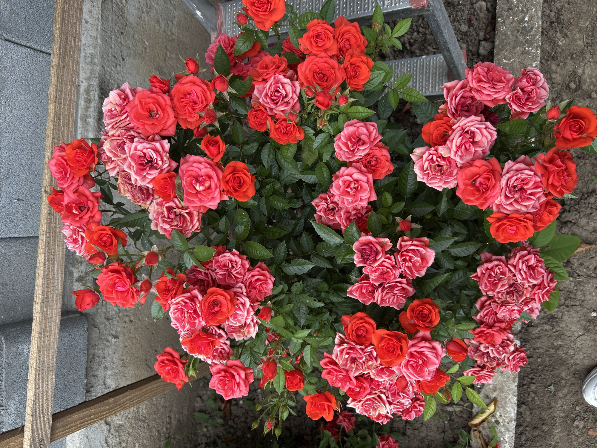 In Gorna Mitropolia, Bulgaria, a close-up, high-angle shot captures a dense cluster of red and pink roses. The roses, varying in bloom and stage, are interspersed with dark green foliage. The scene appears to be in an outdoor urban setting, with a grey concrete wall and a section of rough-hewn wood framing visible in the upper left corner. A silver metal ladder or scaffolding is present on the right side of the image. The ground beneath the roses is a mixture of dirt and some scattered dry leaves. No individuals are visible in the frame. The lighting suggests an overcast or shaded condition.