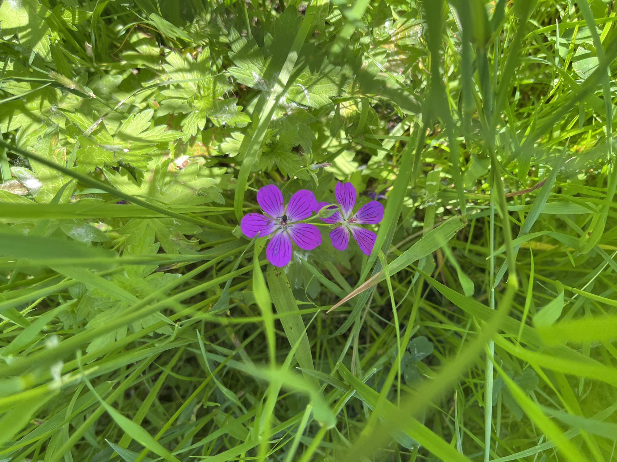 The image shows a close-up view of two purple wildflowers, possibly Geranium pratense, with five petals each, surrounded by lush green grass and foliage. The flowers are in the center of the frame, with one slightly above and to the left of the other. The lighting suggests an outdoor setting, possibly a park or a meadow. The image does not provide any information about the city of Saint Petersburg, Russia, or any specific location. There are no people or actions depicted in the image, only the natural elements of flowers and grass. The environment appears to be a natural, uncultivated area.