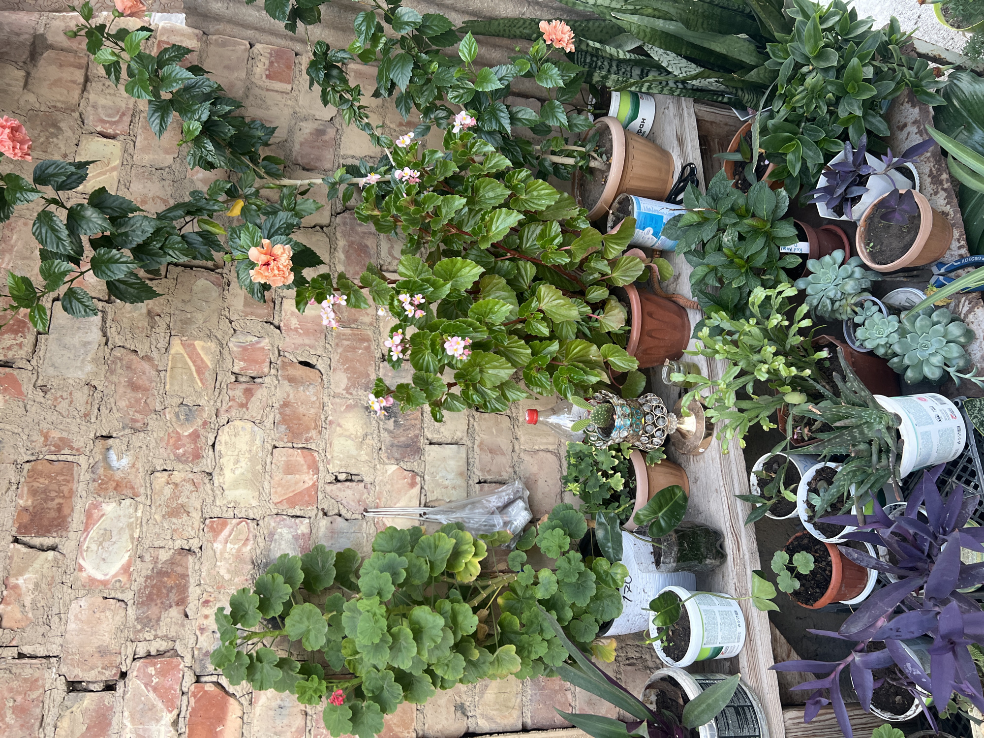 The image depicts an outdoor scene in Ak-Suu, Kyrgyzstan, showcasing a collection of potted plants against a weathered brick wall. The plants vary in size and type, with some featuring vibrant green foliage and others adorned with small pink and orange blossoms. Several larger plants, including what appear to be hibiscus and geraniums, are positioned prominently. Smaller succulents and other potted plants are arranged on wooden shelves and a metal rack at the base of the wall. Various containers are used, including plastic pots, ceramic pots, and repurposed containers like plastic bottles. A plastic bag hangs on the wall, containing what look like metal objects. A red-capped plastic bottle and a decorative ornate stand with a small cactus are also visible. The overall impression is a cultivated, somewhat rustic garden or patio area.