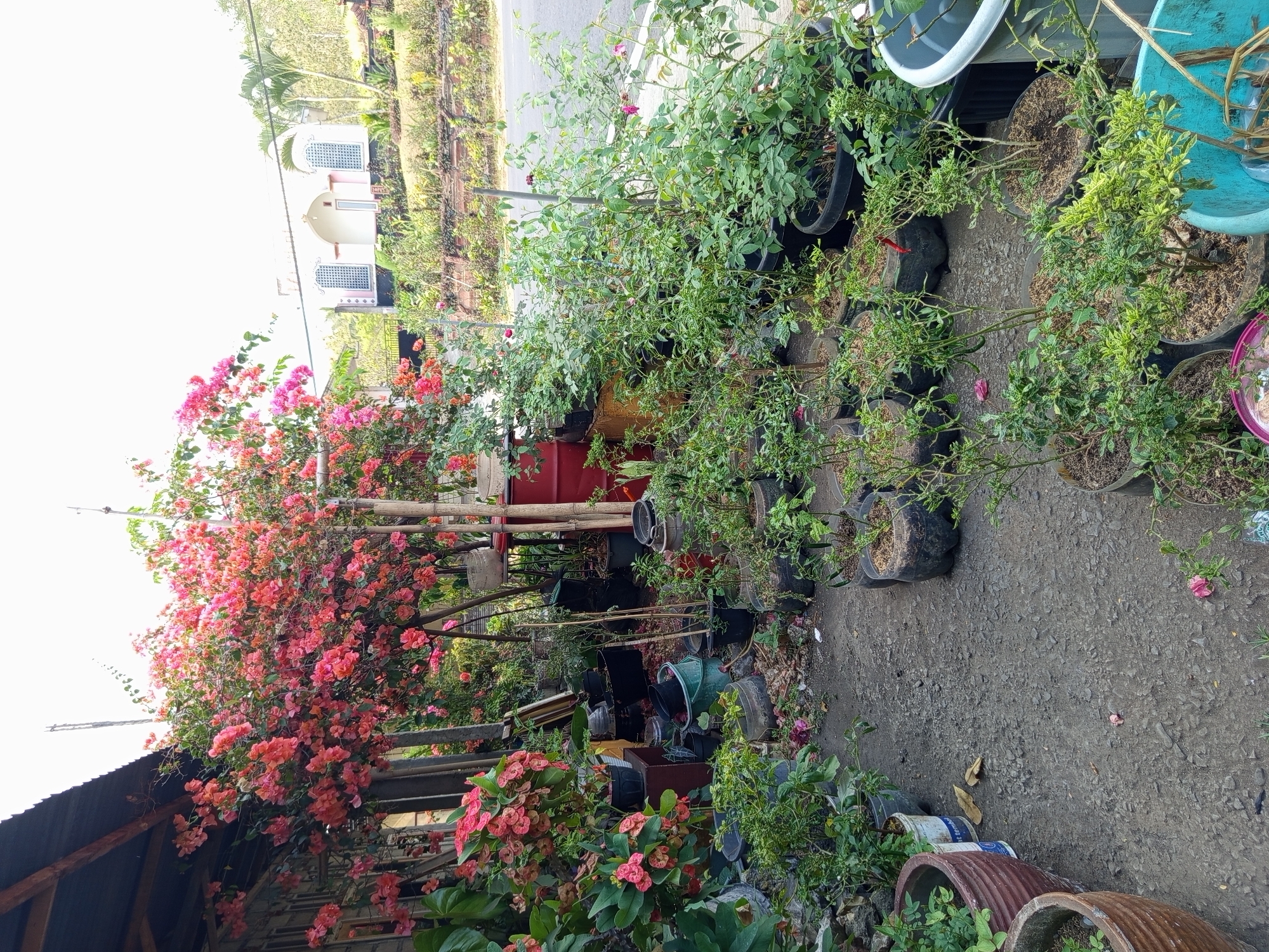 The image shows an outdoor scene in Sumberpucung, Indonesia, with a focus on a collection of potted plants. In the foreground, various potted plants, including some with small green chili peppers and others with light green foliage, are arranged on a gravelly ground. Some pots are made of terracotta, while others are black plastic. In the middle ground, there are more plants, including blooming bougainvillea with bright pink and orange flowers, as well as rose bushes with pink flowers. Several large red and dark colored containers are also visible. The background features a building with arched windows and a light-colored facade, possibly a mosque, and palm trees. A road runs along the right side of the image. The scene appears to be a plant nursery or a residential area with a passion for gardening. There are no people visible in the image.