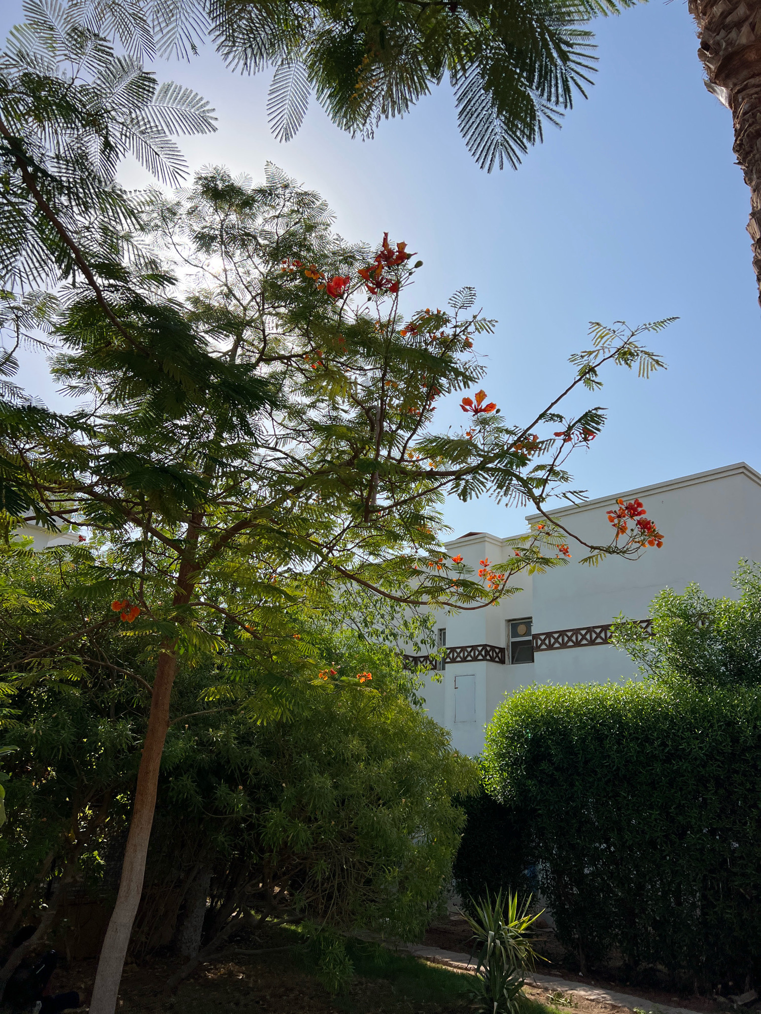 The image depicts a clear, sunny sky above palm fronds and a flowering tree with vibrant orange blossoms. In the background, a white building with a decorative lattice pattern along its upper facade is visible, suggesting a resort or residential complex. Lush green bushes and trees form the foreground and midground, creating a verdant natural environment. The scene appears to be an outdoor area in Sharm El Sheikh, Egypt, characterized by warm weather and abundant plant life, common in resort settings or residential areas within the city. No people or actions are captured in the image.