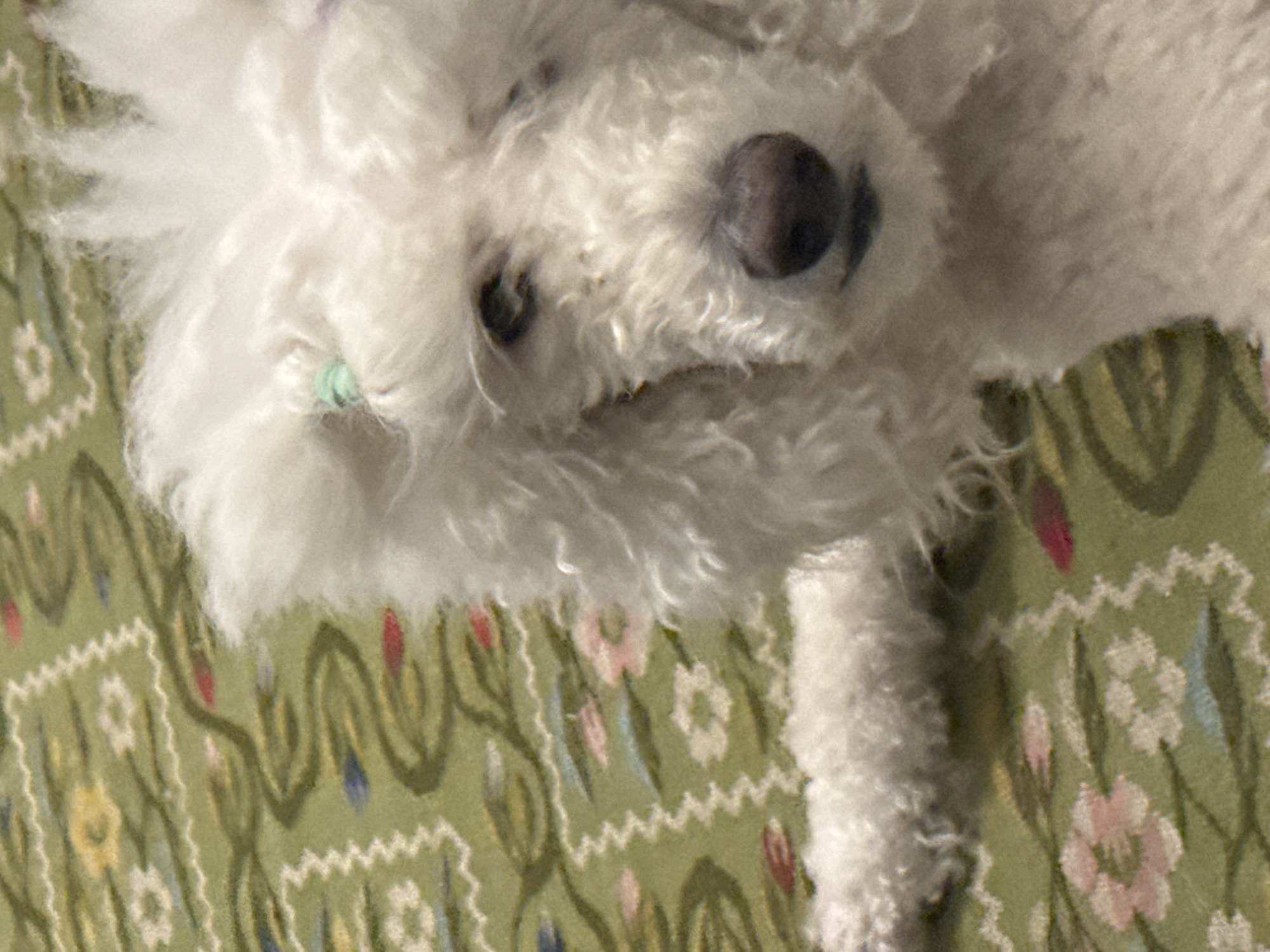 A close-up, slightly out-of-focus, overhead shot depicts a small, white, fluffy dog resting on a patterned surface. The dog has a dark nose and eyes. The surface appears to be a green, floral-patterned carpet or rug. There is no information present to connect this image to Krasnoyarsk, Russia.
