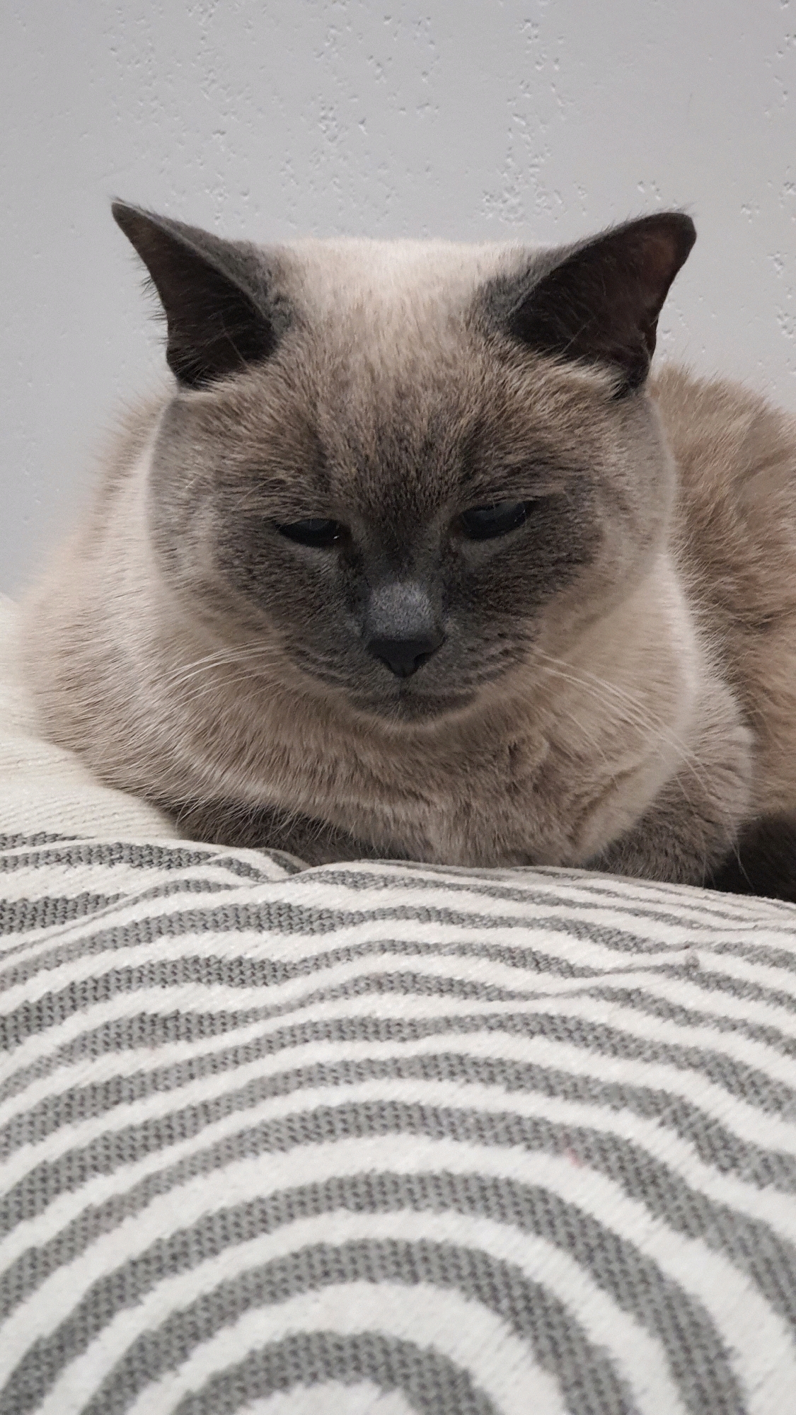 A Siamese cat with light brown and dark grey fur is lying down on a striped cushion. The cat has its eyes partially closed and is looking downwards. The background is a plain, light-colored wall. There is no discernible location in Krasnoyarsk, Russia, or any people or actions present in the image.