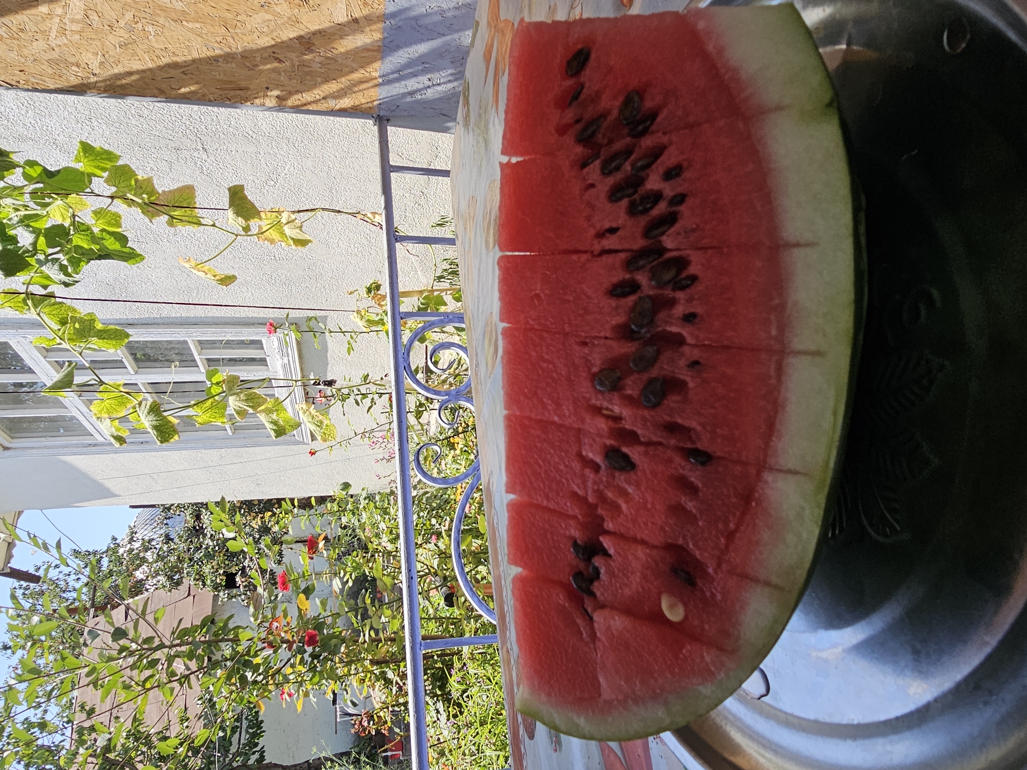 A close-up, eye-level, outdoor shot focuses on a sliced watermelon resting on a patterned tablecloth, which is itself on a metallic tray. The watermelon, with its vibrant red flesh and dark seeds, is cut into several rectangular pieces. The background reveals a sunlit scene with a white building and lush greenery. A blue metal railing is visible in front of the building, separating the foreground from the background. Climbing vines with green leaves hang down from the right side of the building. The scene appears to be set in a garden or yard. Based on the provided metadata, the location is identified as Özgön, Kyrgyzstan.