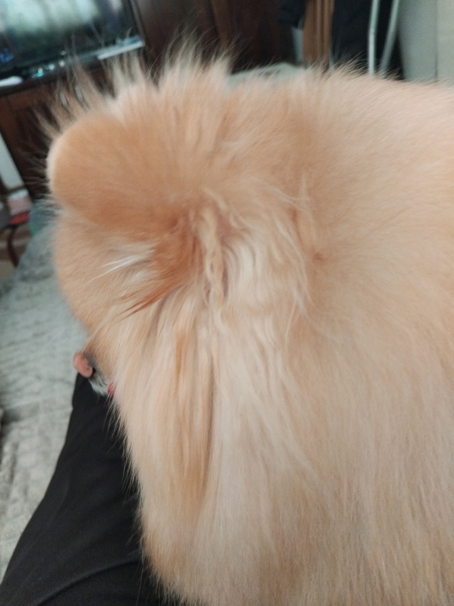 The image shows a close-up view of the back of a light-colored, fluffy dog. The dog is lying down, and its fur is light tan to cream colored. The dog's head is visible on the left side of the image, with its ear perked up. The dog appears to be on a bed or sofa, covered with a textured gray blanket. A person's leg, clad in black pants, is visible in the lower left corner of the image, suggesting the dog is resting on or next to a person. The background is blurred, showing what appears to be furniture and a television screen. The scene is indoors, likely in a residential setting. There is no information available to determine the location within the city of Apriltsi, Bulgaria.