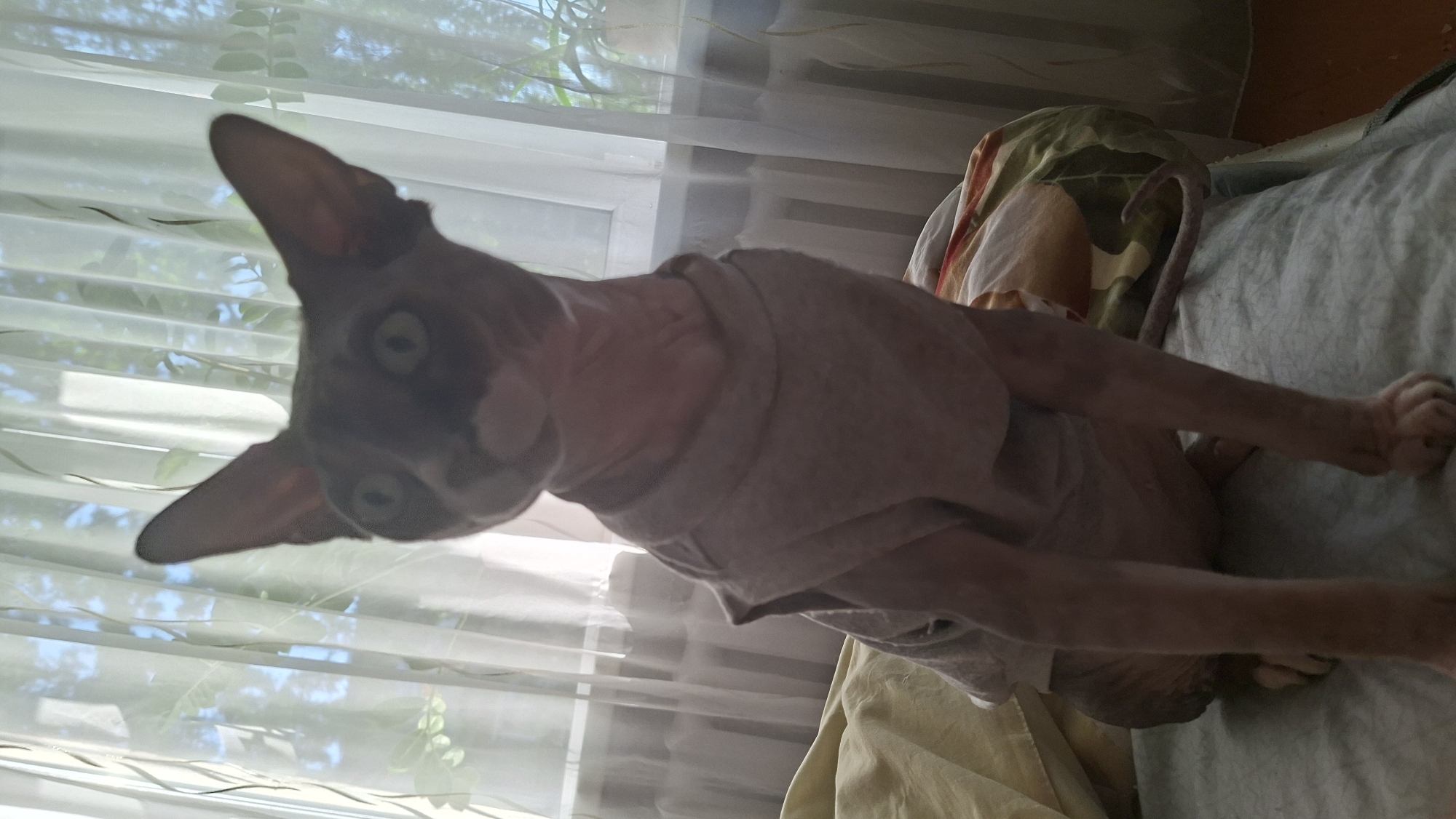 A Sphynx cat wearing a light grey shirt is sitting on a bed indoors. The cat is dark grey with lighter grey markings on its face and chest. Its eyes are wide open and appear greenish-yellow. The cat is positioned in the center of the frame, facing forward. The bed is covered with a patterned duvet and a light yellow blanket. In the background, sheer white curtains are drawn over a window, revealing the silhouette of trees and sky. The room appears to be a bedroom. The location is a residential interior, specifically a bedroom, in the city of Myadzyel, Belarus.