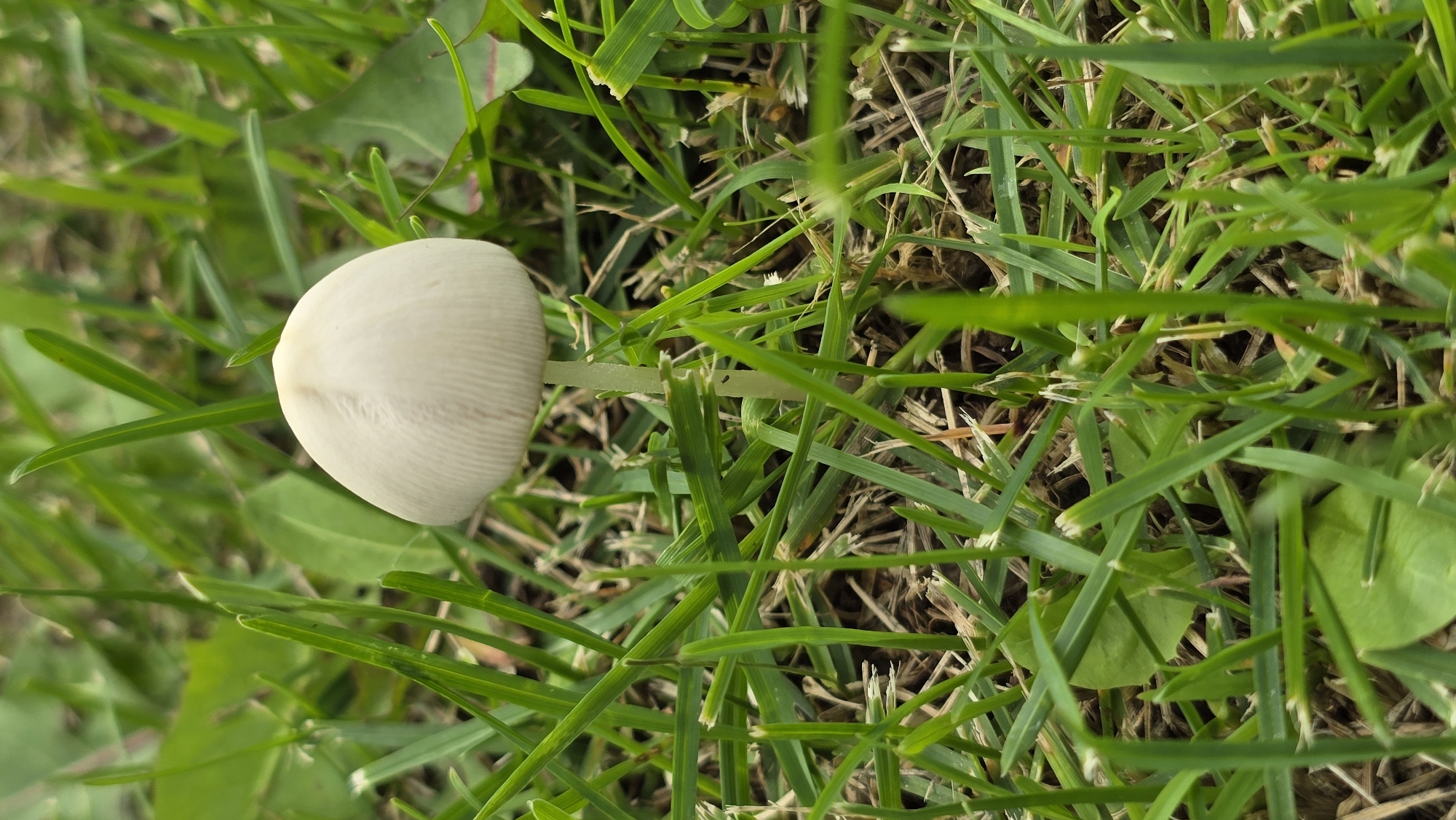 A single, small, white mushroom with a rounded cap and thin stem stands upright in green grass. The mushroom is centered in the frame, with the cap slightly off to the right. The grass is a mix of bright green blades and drier, brown blades, suggesting a natural or park-like setting. There are also a few broad, green leaves interspersed among the grass. The background is blurred, indicating a shallow depth of field, which focuses attention on the mushroom. The lighting appears to be natural daylight, casting soft shadows. The overall scene is one of a common, natural occurrence in an outdoor grassy area.