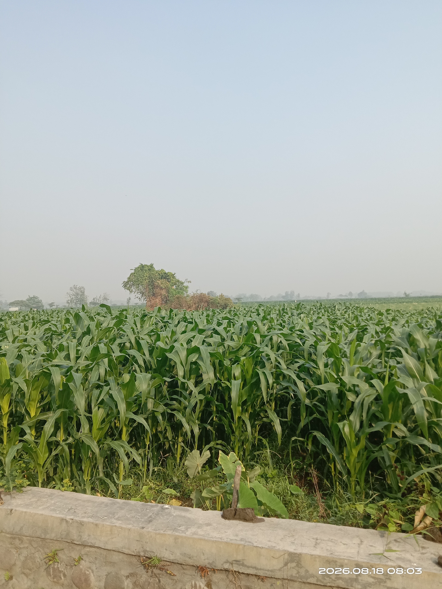 The image depicts a vast cornfield under a pale, hazy sky. In the foreground, a concrete barrier runs horizontally across the lower part of the frame, separating the viewer from the dense green stalks of corn that stretch as far as the eye can see. The corn plants are tall and lush, with their broad leaves forming a thick canopy. In the mid-ground, a cluster of trees stands out against the horizon, with one tree being particularly large and leafy. The background is dominated by the sky, which appears overcast or hazy, with no distinct clouds. The overall impression is one of a rural, agricultural landscape. A timestamp in the bottom right corner indicates the image was taken on 2026.08.18 at 08:03. The image is believed to be taken in Banyuarang, Indonesia.