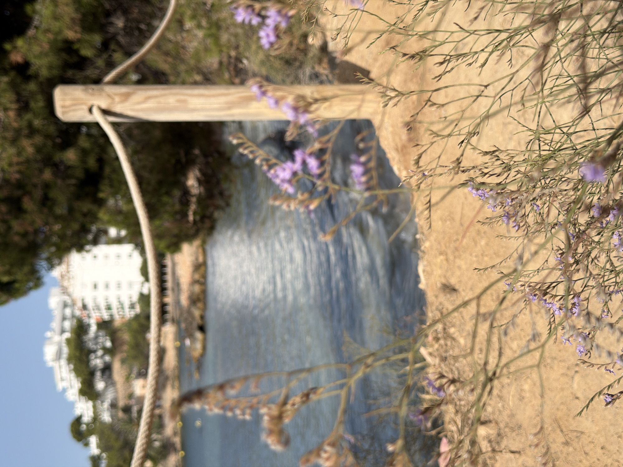 The image depicts a serene coastal scene in Palmanova, Spain, with a focus on natural elements in the foreground and the built environment in the background. In the foreground, delicate dry grasses and sprigs of small purple flowers are scattered across sandy ground. A thick rope, secured by a weathered wooden post, runs diagonally across the frame, separating the viewer from the water beyond. The water is calm and a soft blue, with subtle ripples reflecting the sunlight. In the middle ground, the shoreline is visible, with rocky outcrops and some low vegetation. Further in the distance, a large, white multi-story building, likely a hotel or apartment complex, stands against a clear blue sky, bordered by lush green trees. The overall impression is one of a tranquil beachside resort, with a clear demarcation between the wild coastal vegetation and the organized structures of the town. No people are visible in the image.