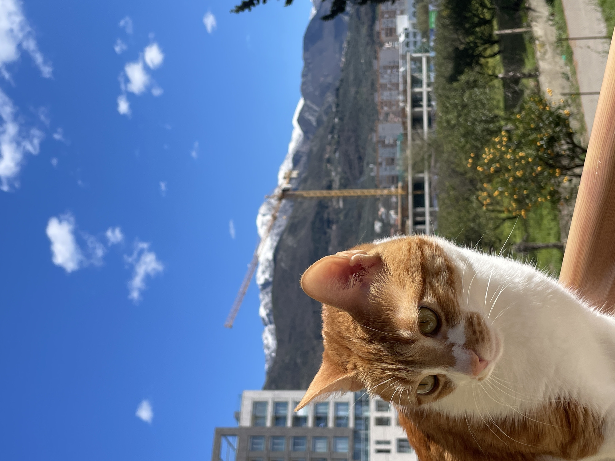 The image shows an orange and white cat in the foreground. Behind the cat, there is a cityscape with a snow-capped mountain range in the distance. A yellow construction crane is visible among the buildings. The sky is clear blue with scattered white clouds. There are trees and greenery interspersed between the buildings, and some trees appear to have small yellow fruits. The buildings suggest a modern urban environment. Considering the presence of mountains and modern buildings with construction, this location is likely within the city of Bar, Montenegro.