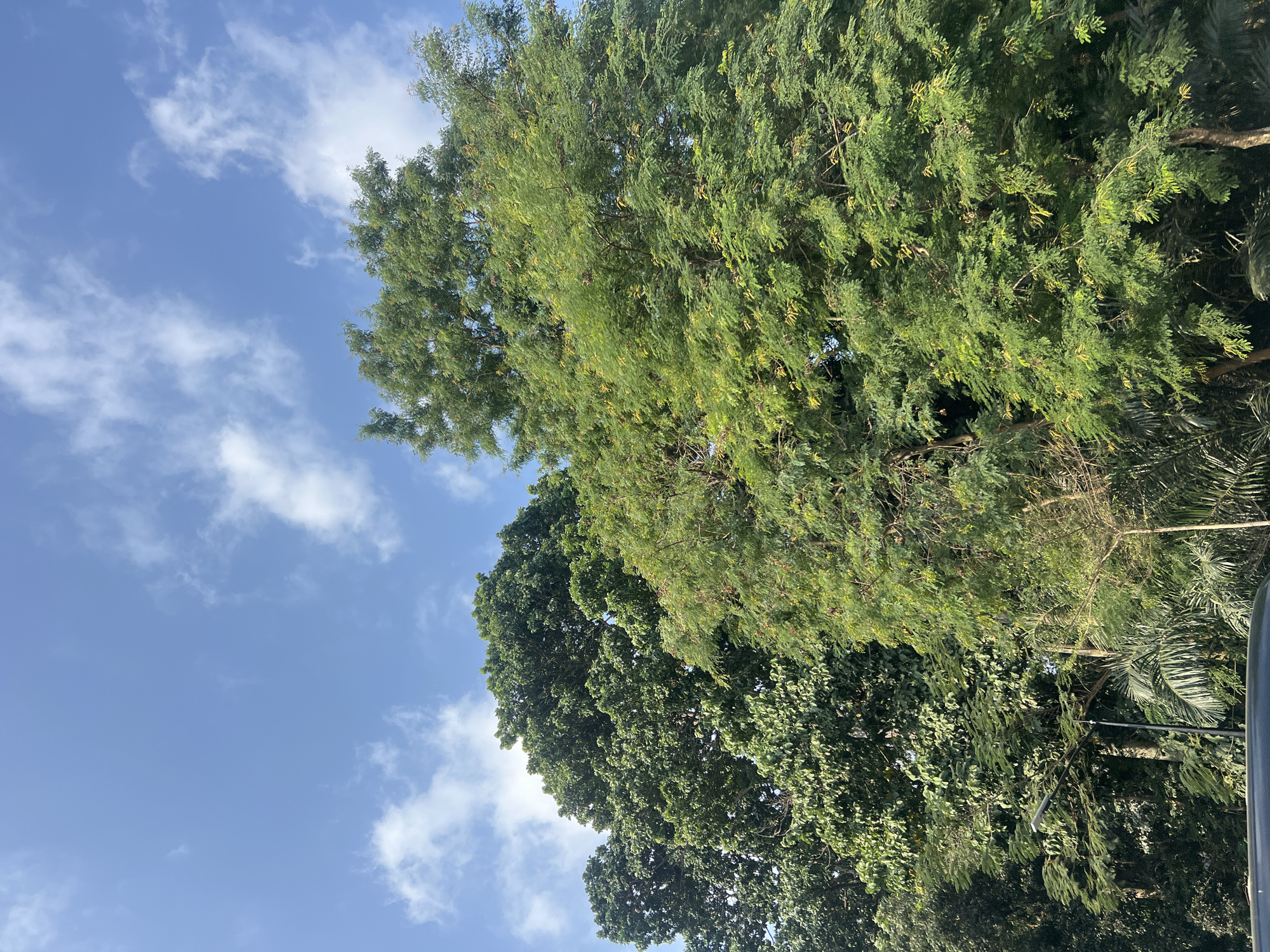 This is a low-angle, full-shot photograph of lush green trees against a bright blue sky with scattered white clouds. The trees are dense and cover most of the frame from the bottom upwards. The foliage is varied, with some trees having broad, dark green leaves and others displaying feathery, lighter green leaves. In the lower part of the image, a black car's roof is partially visible, and a black lamppost with a curved arm stands among the trees. The scene is likely a public park or a tree-lined street in Depok, Indonesia, given the tropical vegetation and the style of the lamppost. There are no people visible in the image.