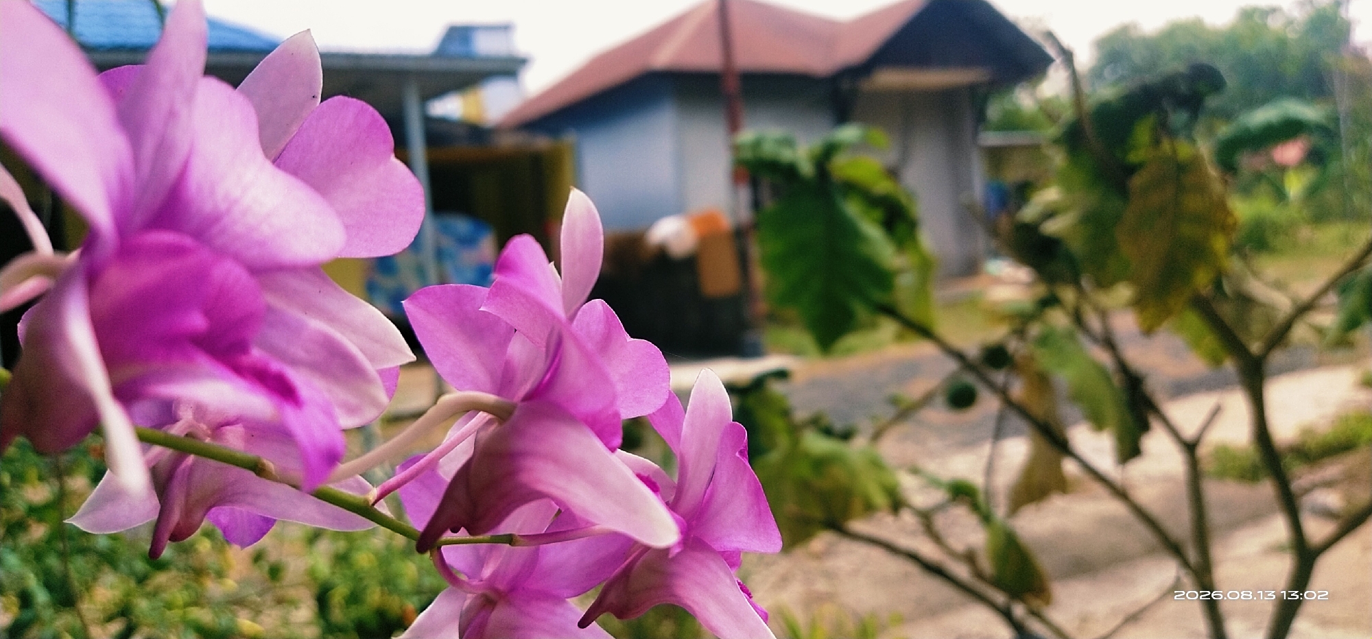 In the foreground, a cluster of vibrant purple orchids, in sharp focus, dominate the left side of the image. The orchids have delicate, layered petals and are attached to thin green stems. Behind the flowers, the background is softly blurred, suggesting a shallow depth of field.
Visible in the mid-ground are the indistinct shapes of buildings. One building has a reddish-brown roof and light blue walls, with a white section to its right. Another structure, possibly a porch or awning, features a bright blue roof. Further in the background, the scene dissolves into a soft focus of green foliage and trees, with a dirt or gravel pathway visible between the buildings. The overall impression is of a rural or semi-rural setting.
The bottom right corner of the image displays a timestamp: "2026.08.13 13:02". The location is identified as Matabu, Indonesia. There are no people visible in the image, and no discernible actions or interactions taking place. The scene is a still life focusing on the orchids with the environment serving as a backdrop.