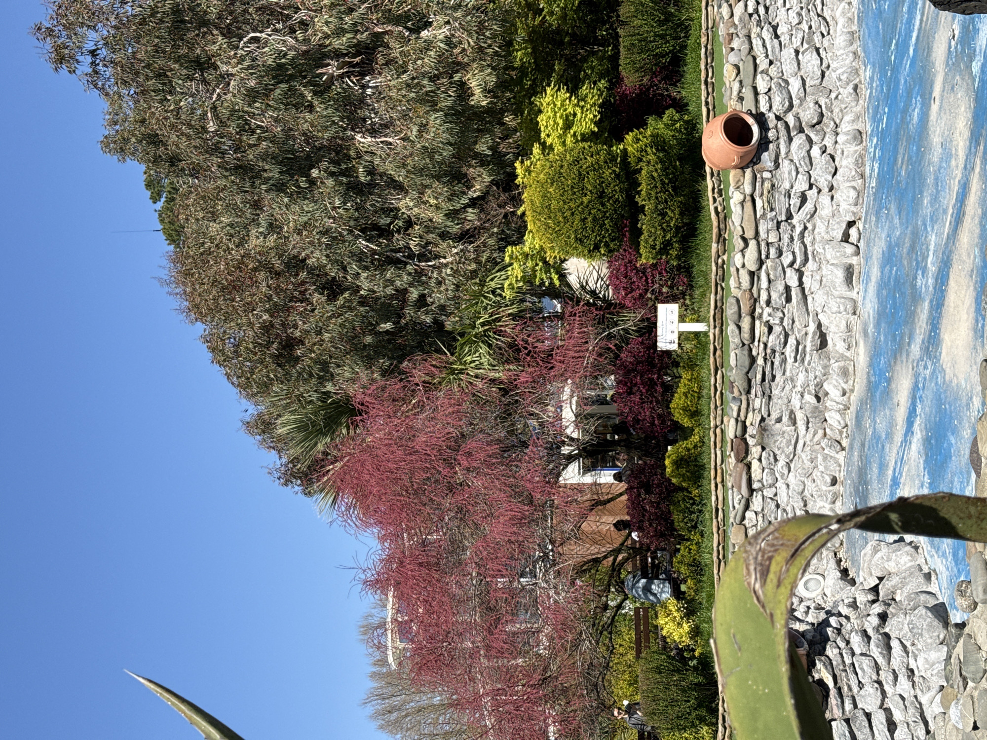 This brightly lit, landscape-oriented photograph depicts a vibrant garden or park scene under a clear blue sky. The image features a rich variety of plant life and decorative elements.
In the upper and left sections, large, dense trees with fine, dark green foliage dominate. Below these, a diverse collection of shrubs and smaller trees display various hues of green, yellow-green, and reddish-purple. A prominent tree in the mid-left boasts striking reddish-pink blossoms or new growth, forming a dense, colorful canopy. Behind this tree, parts of a building with windows are visible, suggesting a house or garden structure.
To the right of the lush vegetation, a decorative border composed of numerous smooth, grey, rounded stones stretches horizontally across the frame. An unglazed, reddish-brown clay pot or urn is placed on this stone border. Further to the right, a wide surface painted in shades of light and dark blue, possibly a decorative pond or pathway, occupies the remainder of the right side. In the immediate bottom foreground, a large, green, spiky leaf from an agave-like plant extends into the view.
A small white sign with unreadable dark text is partially visible among the plants. Indistinct human figures can be seen in the background near the building and a wooden bench, indicating the presence of visitors. The clear blue sky and bright, even lighting suggest a sunny daytime, likely morning or afternoon. The overall atmosphere appears peaceful and pleasant.