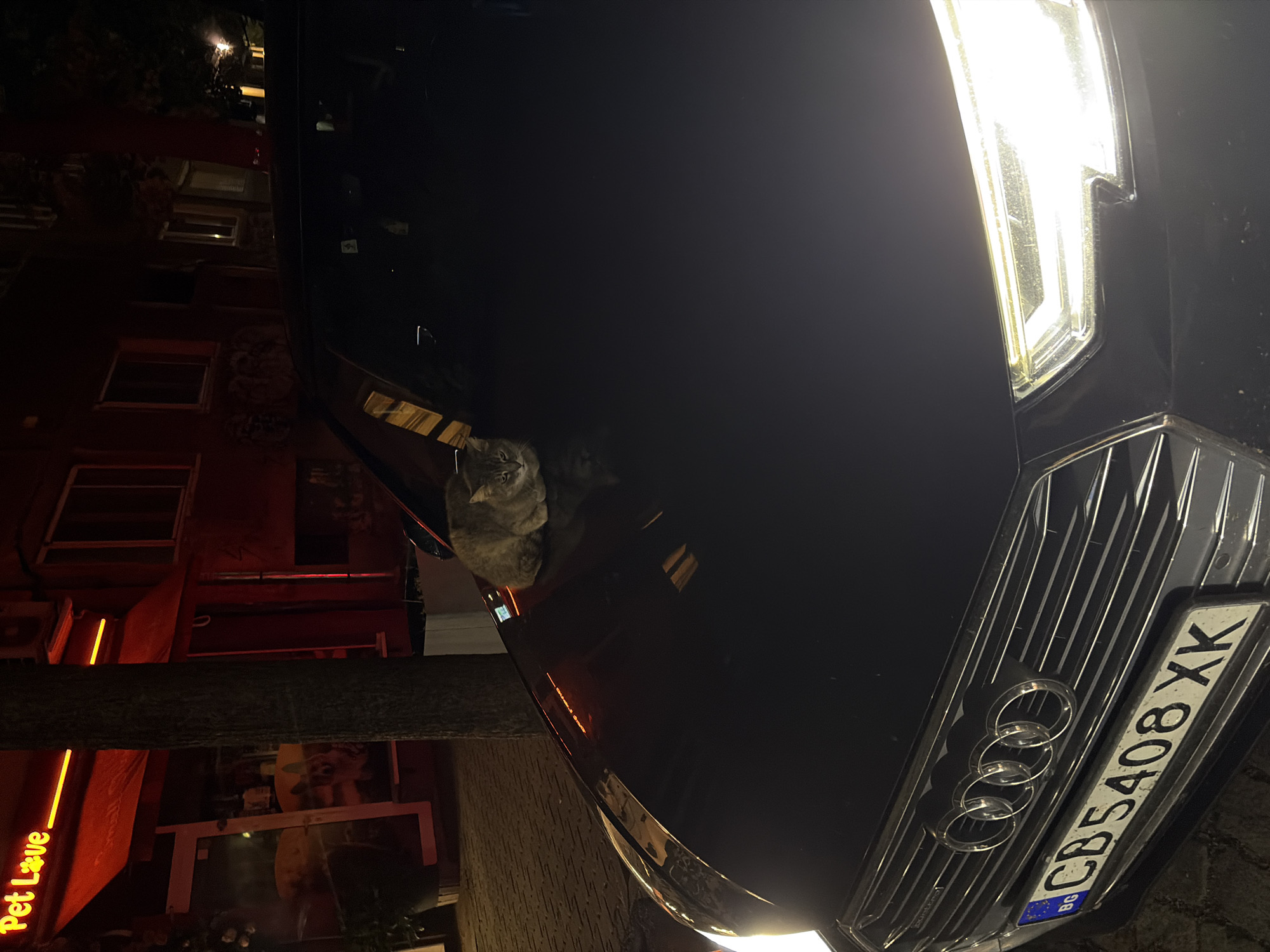 An eye-level, medium shot captures a tabby cat resting on the hood of a black Audi at night. The cat is positioned centrally on the hood, with its body curled and its head turned towards the viewer. The car's front grill, featuring the Audi emblem and a license plate with the characters "CB 5408 XK" and the EU flag, is visible in the foreground. The right headlight of the car is illuminated, casting a bright glow. In the background, a building with a red awning displaying the text "Pet Love" in yellow lettering is discernible. A tree trunk stands to the left of the building. The scene appears to be on a paved surface, possibly a street or sidewalk, with subtle reflections of lights on the wet ground. The lighting suggests it is nighttime.