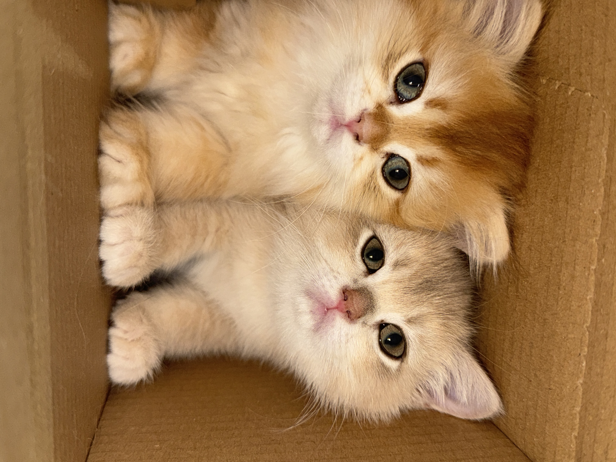 Two young kittens, one with golden-orange fur and the other with a lighter sandy-beige coat, are positioned side-by-side in a cardboard box. Both kittens are facing forward, with their heads and upper bodies visible. The golden-orange kitten on the left has striking blue-green eyes and a pink nose. The sandy-beige kitten on the right has green eyes and a pink nose, with faint tabby markings on its forehead and nose. Their fluffy fur and large eyes give them a wide-eyed, curious appearance. The background is the brown interior of a cardboard box. The image is a close-up shot, focusing on the faces and front paws of the kittens. There is no information about the location in Yurukovo, Bulgaria, within this image.