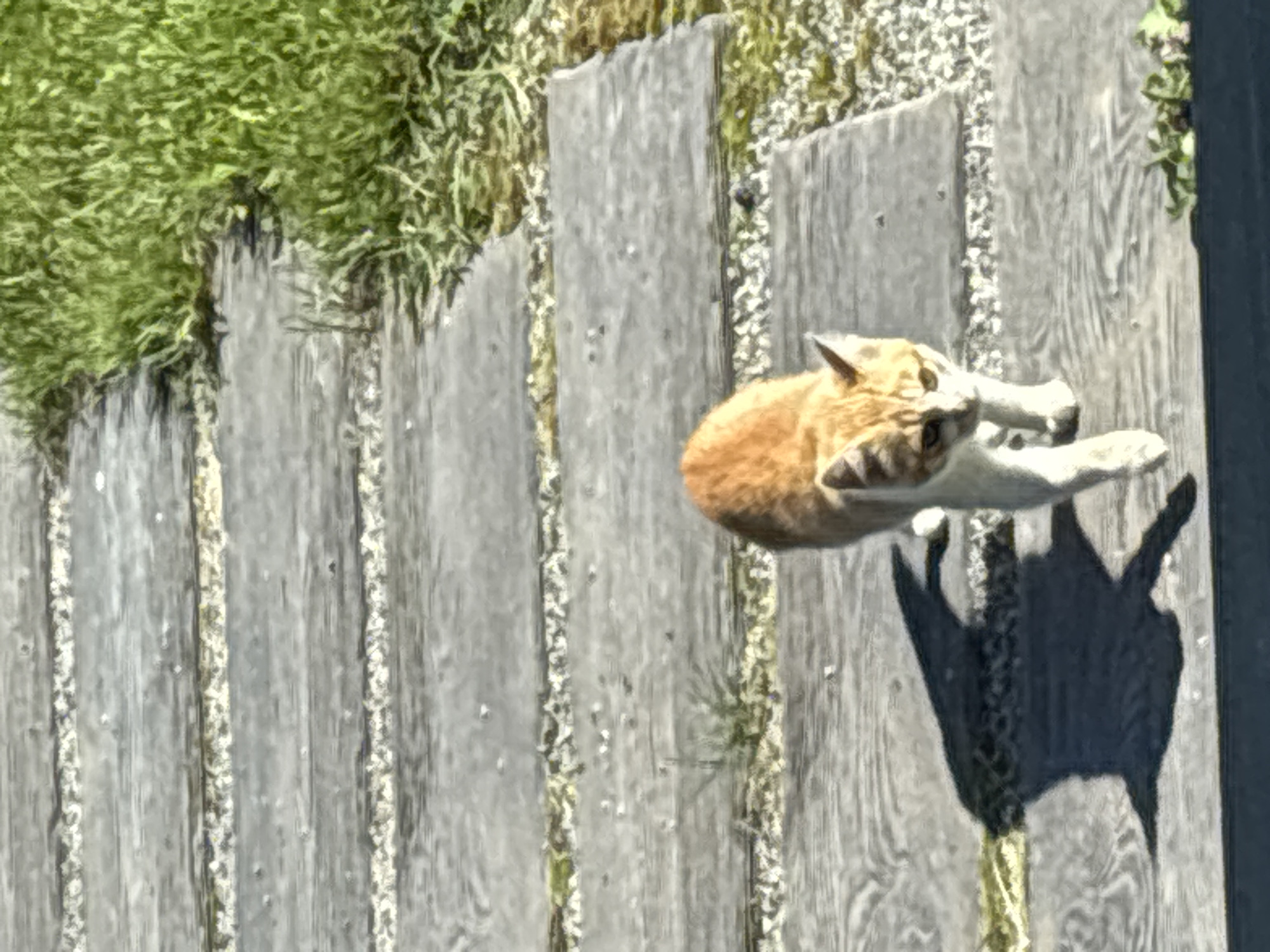 A ginger and white cat walks on a wooden pathway lined with grass. The cat is in the foreground, facing the viewer and to the left of center. The pathway is made of weathered grey wooden planks with gravel filling the gaps between them. To the right of the pathway is a patch of green grass. The lighting suggests a sunny day, casting a distinct shadow of the cat on the pathway to its left. The scene appears to be outdoors, likely in a garden or park setting. There is no identifiable information that would place this scene specifically in Zvenigorod, Russia.