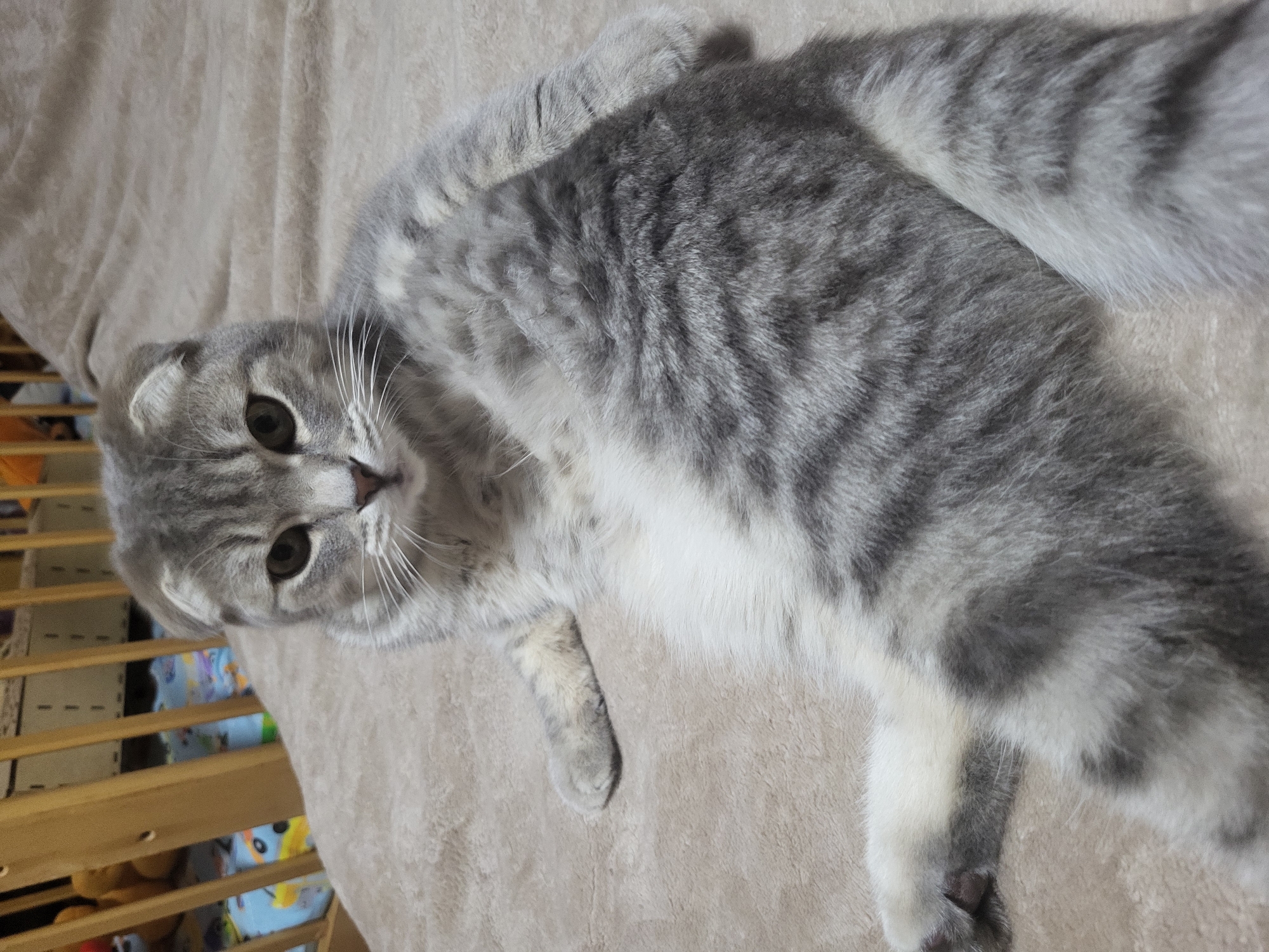 A gray tabby cat is lying on a beige blanket. The cat is positioned at an angle, with its head towards the upper left of the frame and its body extending towards the lower right. The cat's belly is white. The background includes part of a crib with wooden slats and colorful bedding with cartoon characters on it. The location is Зипуново, Russia.