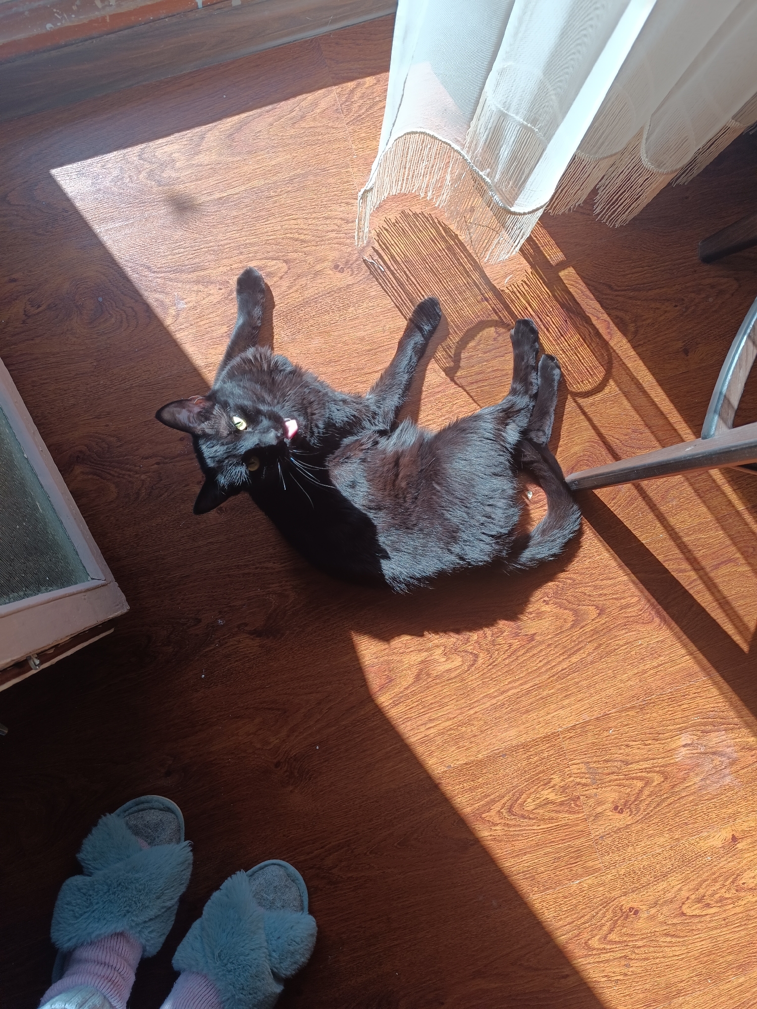A black cat is the central subject of this indoor, high-angle photograph. The cat, with sleek black fur and bright yellow eyes, is lying on its back or side on a polished wooden floor, seemingly basking in a strong sunbeam. Its tongue is slightly out, suggesting it might be grooming itself or in a moment of playful relaxation.
The setting is a sunlit room with wooden flooring. A rectangular patch of bright sunlight diagonally crosses the floor, illuminating the cat. To the right, a sheer white curtain with decorative fringe hangs, casting long, distinct shadows on the floor from its tassels. A dark, possibly metal, chair leg or furniture base is partially visible on the right. To the left, part of a light-colored window or door frame is seen. In the bottom left corner, a person's feet are visible, wearing comfortable light blue fuzzy slippers over pink socks.
The strong sunbeams indicate it is daytime and sunny outside. The cat appears relaxed and comfortable, enjoying the warmth. The overall atmosphere is tranquil and domestic. There is no visible text in the image. The location context provided is Lermontov, Russia.