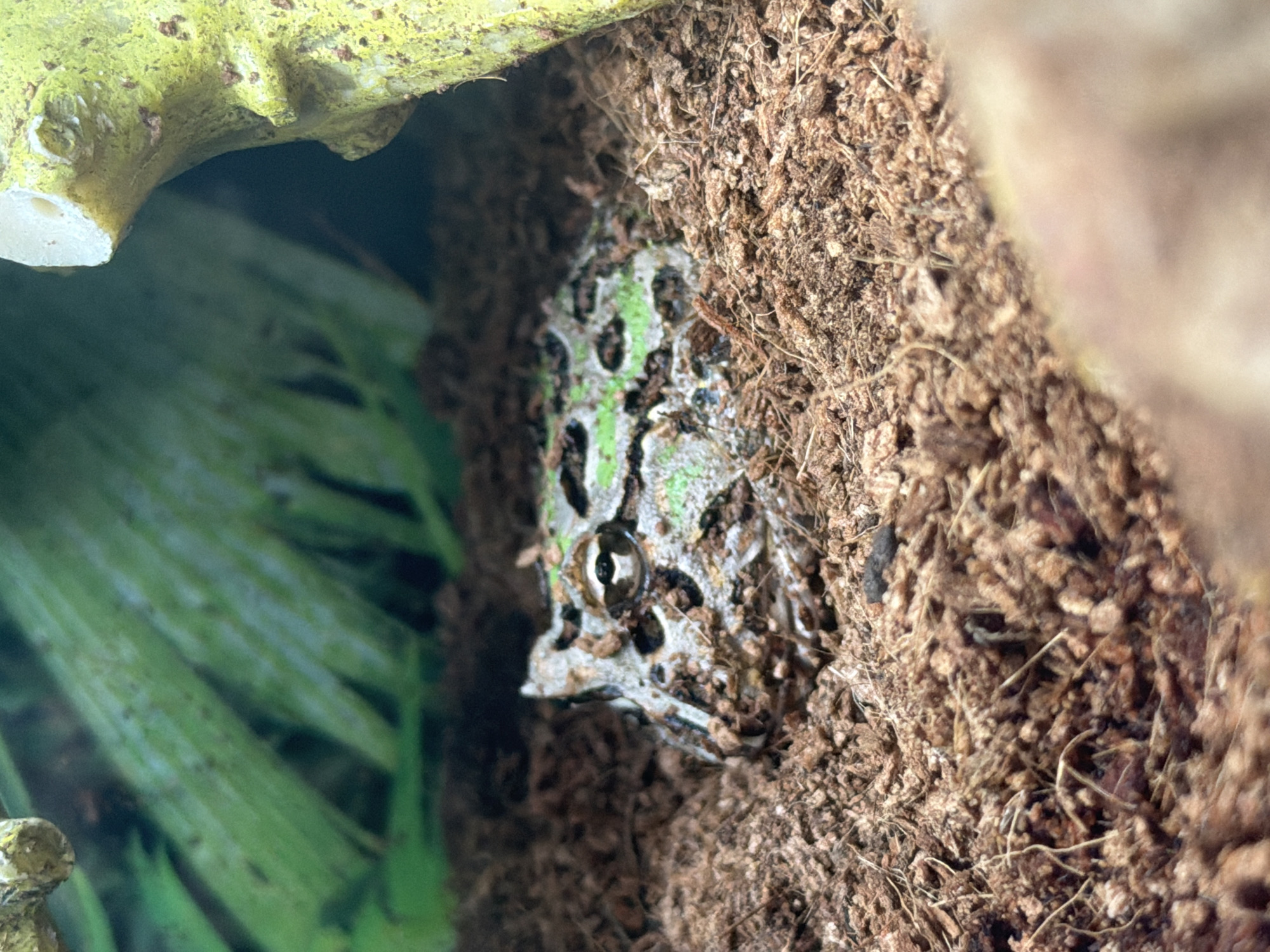 A frog with green and brown coloration is partially submerged in brown substrate, likely coco fiber or peat moss. The frog's head is visible, with its eyes looking forward. The background consists of blurred green foliage and a textured, light-colored object, possibly part of a decorative element or structure within an enclosure. The overall scene appears to be within a terrarium or vivarium. There is no indication of a city location.