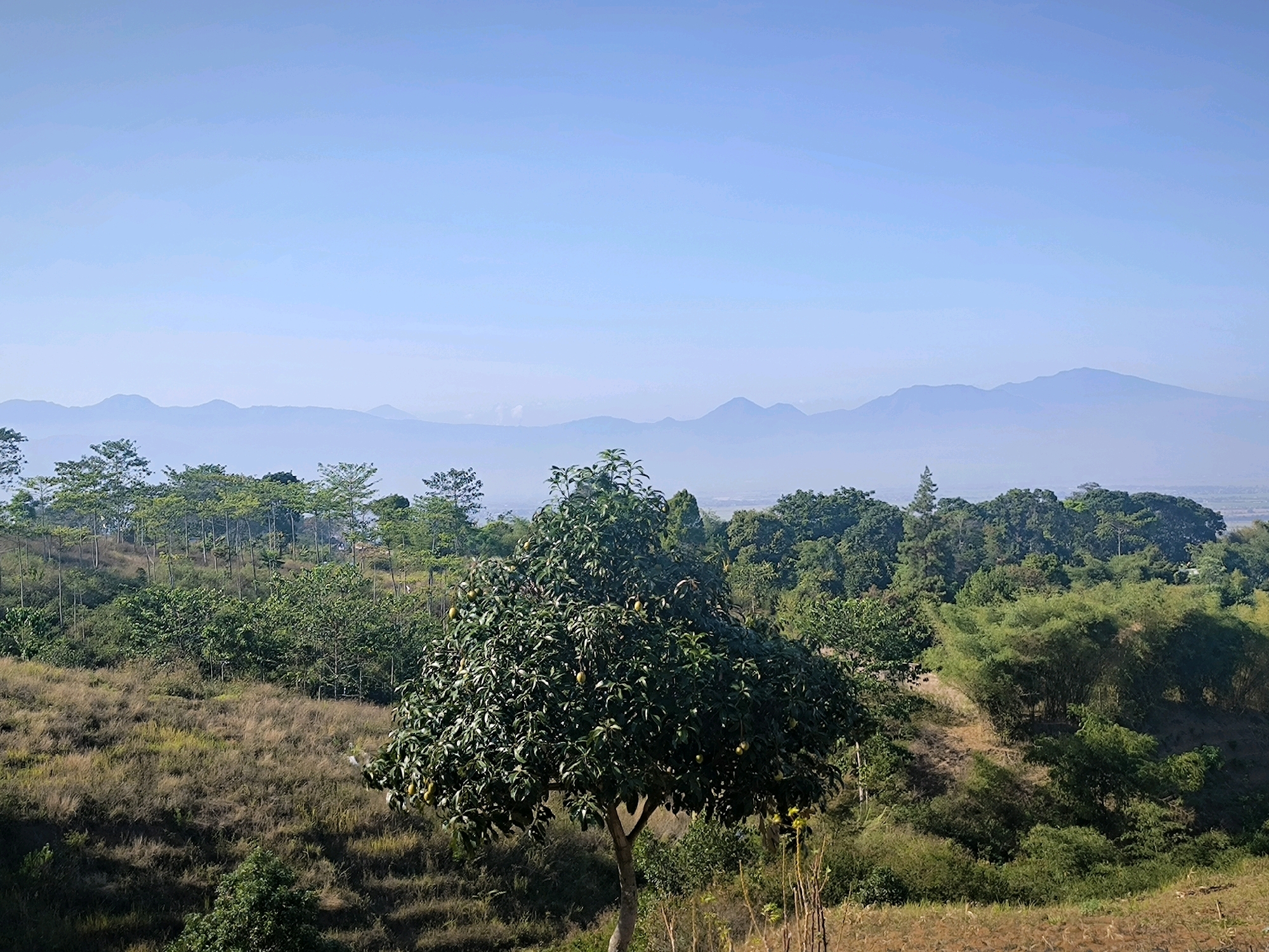 The image depicts a scenic view from the highlands of Bandung City, Indonesia. In the foreground, a large, leafy tree with visible fruit stands prominently. The middle ground is characterized by rolling hills covered in dry grass and scattered trees. A dense forest of various trees, including bamboo, occupies the slopes and ridges. In the background, a hazy mountain range stretches across the horizon under a clear, light blue sky. The overall impression is one of a tranquil, natural landscape.